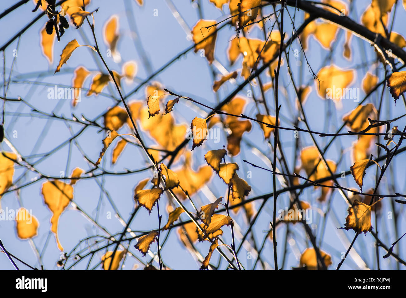 Argento betulle (Betula pendula) colorato Foglie di autunno su un cielo blu di sfondo, California Foto Stock