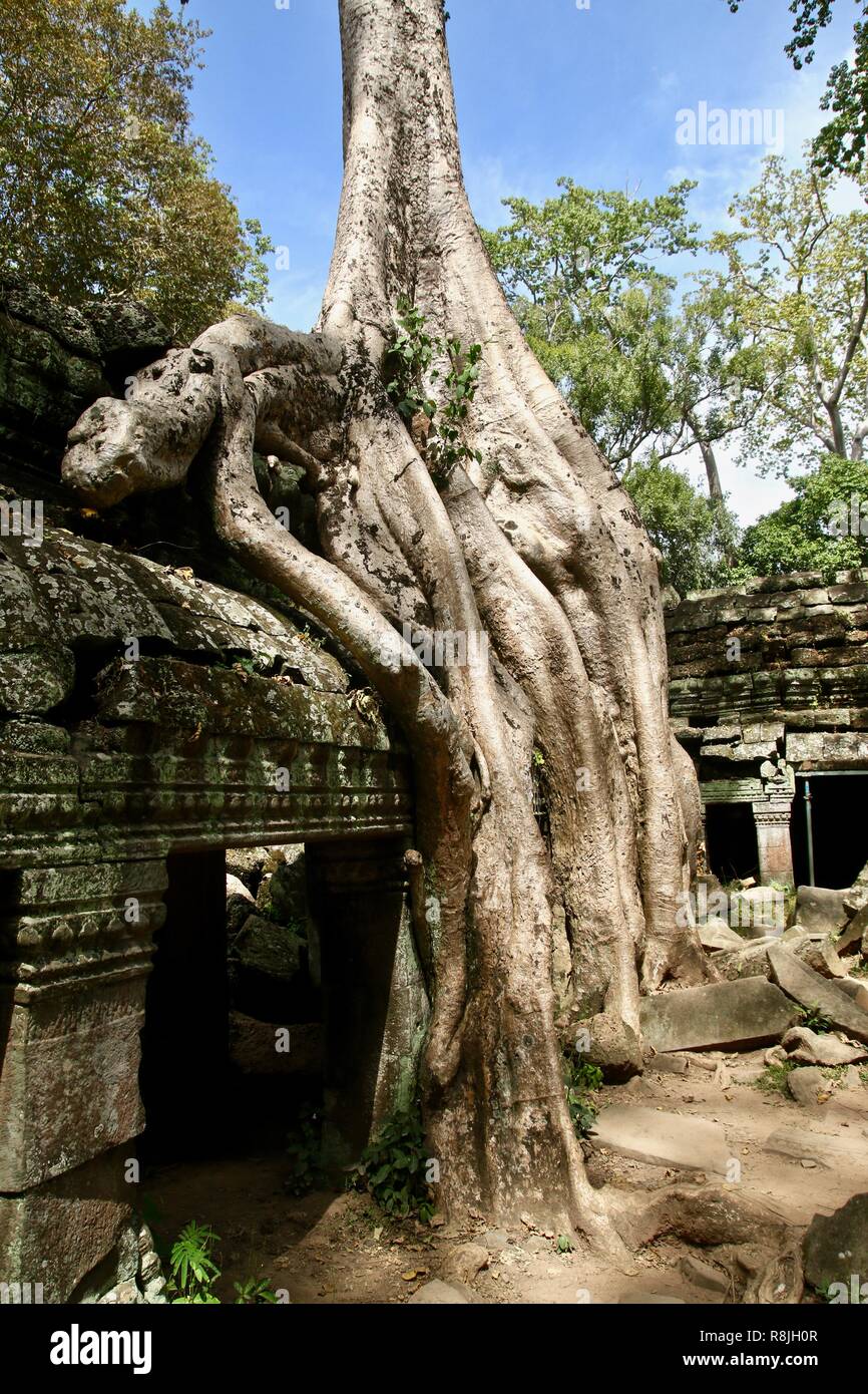 Bianco enorme figura o banyan tree crescono su jungle rovine di templi in Siem Reap, Cambogia Foto Stock