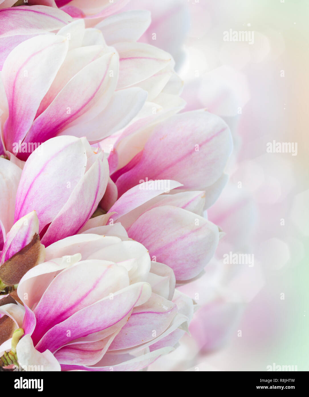 Fioritura rosa albero di magnolia fiori Foto Stock