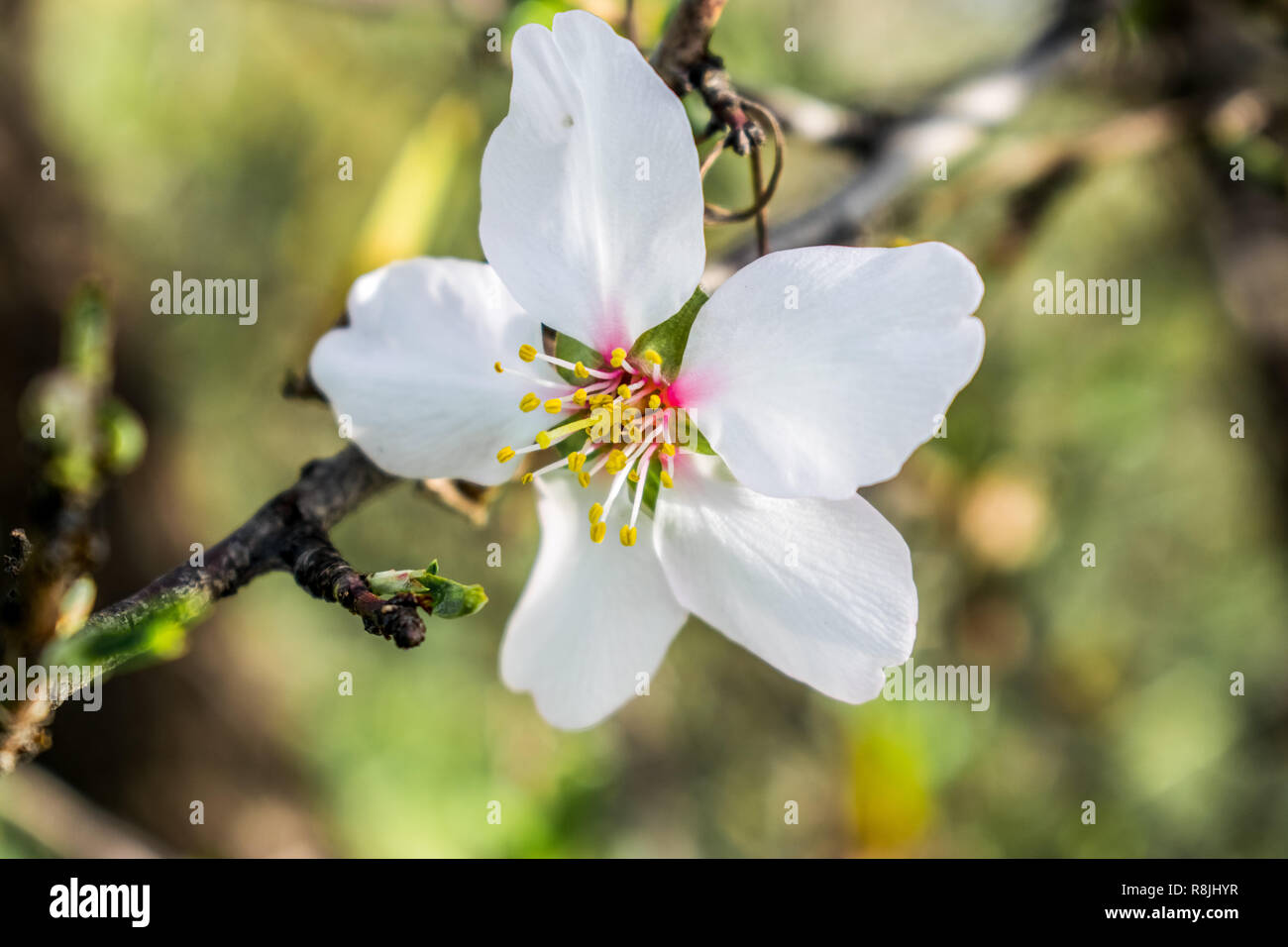 Mandorli in fiore primavera, sfondo naturale. Foto Stock