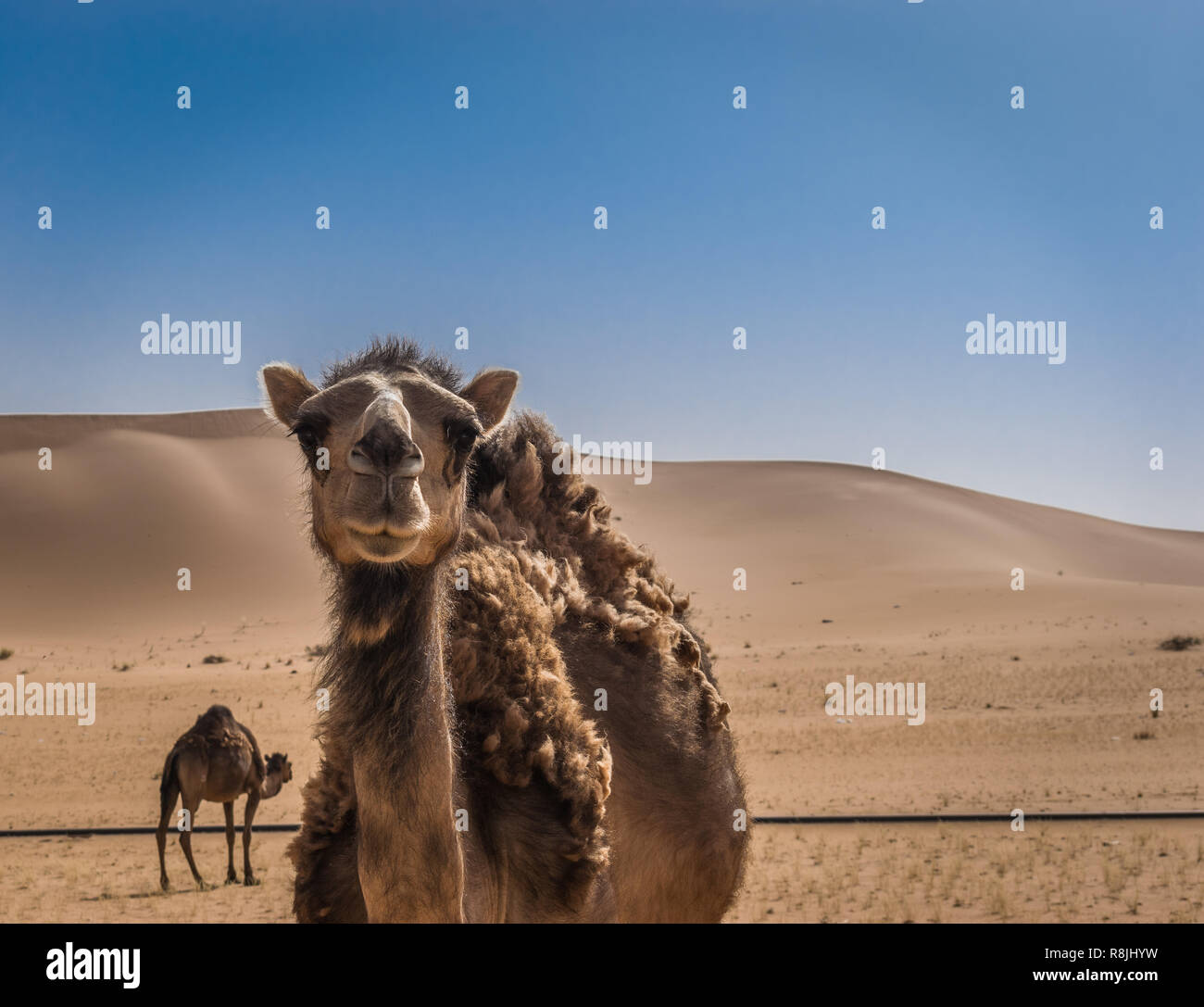 Due cammelli nel deserto del Sahara, Algeria Foto Stock