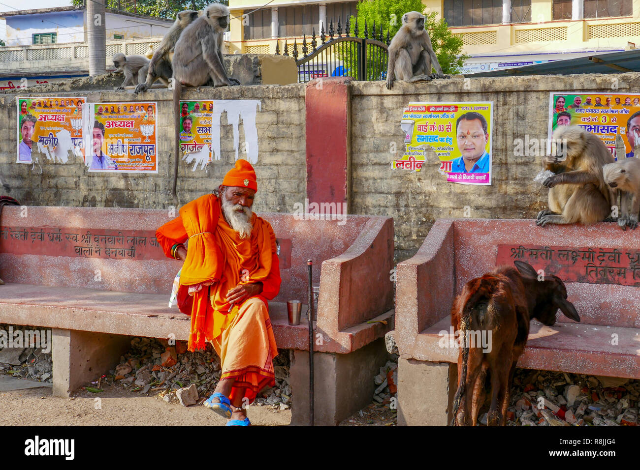 I vecchi yogi con la scimmia seduto al banco in Rishikesh, India Foto Stock