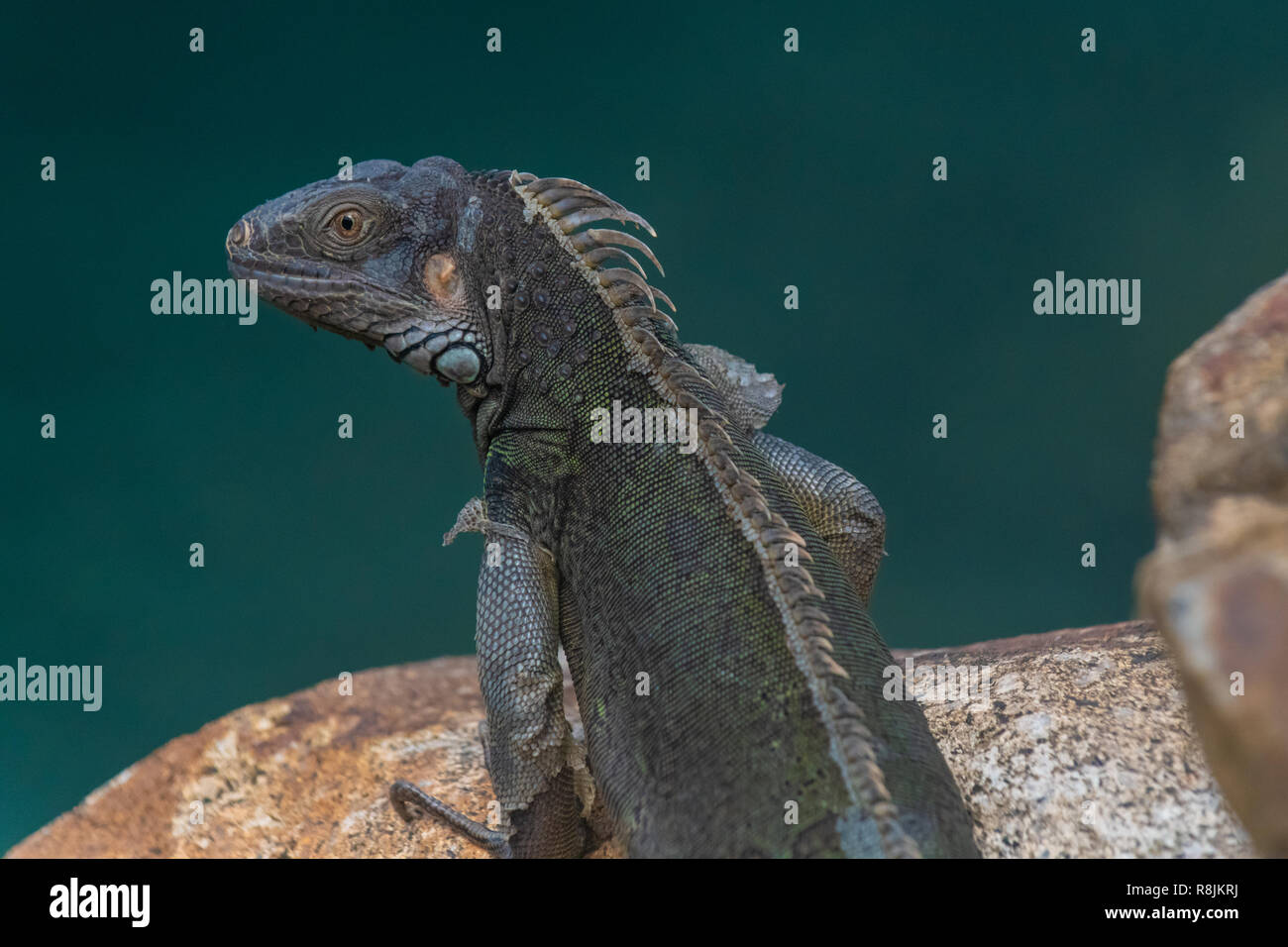 Verde - Iguana iguana Iguana iguana - appoggiata al sole - Aruba nativo e animale erbivoro - Foto Stock