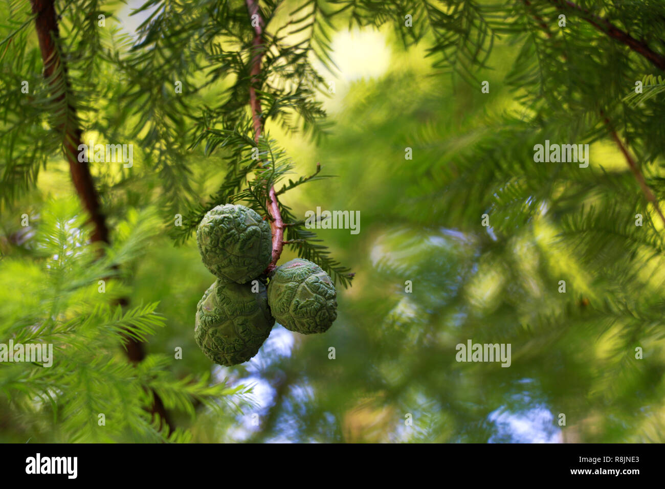 Coni giovani abbiamo mangiato in primavera o estate. Composizione naturale Foto Stock