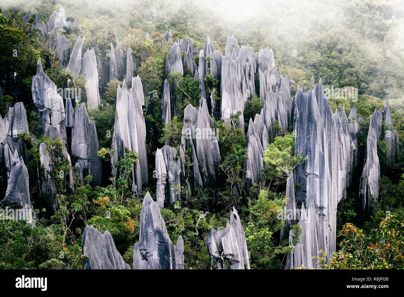 La Malesia, Borneo Sarawak, Parco Nazionale di Gunung Mulu elencati come patrimonio mondiale dall'UNESCO, i pinnacoli, una serie di alta 45 metri nitidissime picchi di calcare che la torre al di sopra della vegetazione circostante, visto da un punto di vista durante i famosi Pinnacoli trek Foto Stock