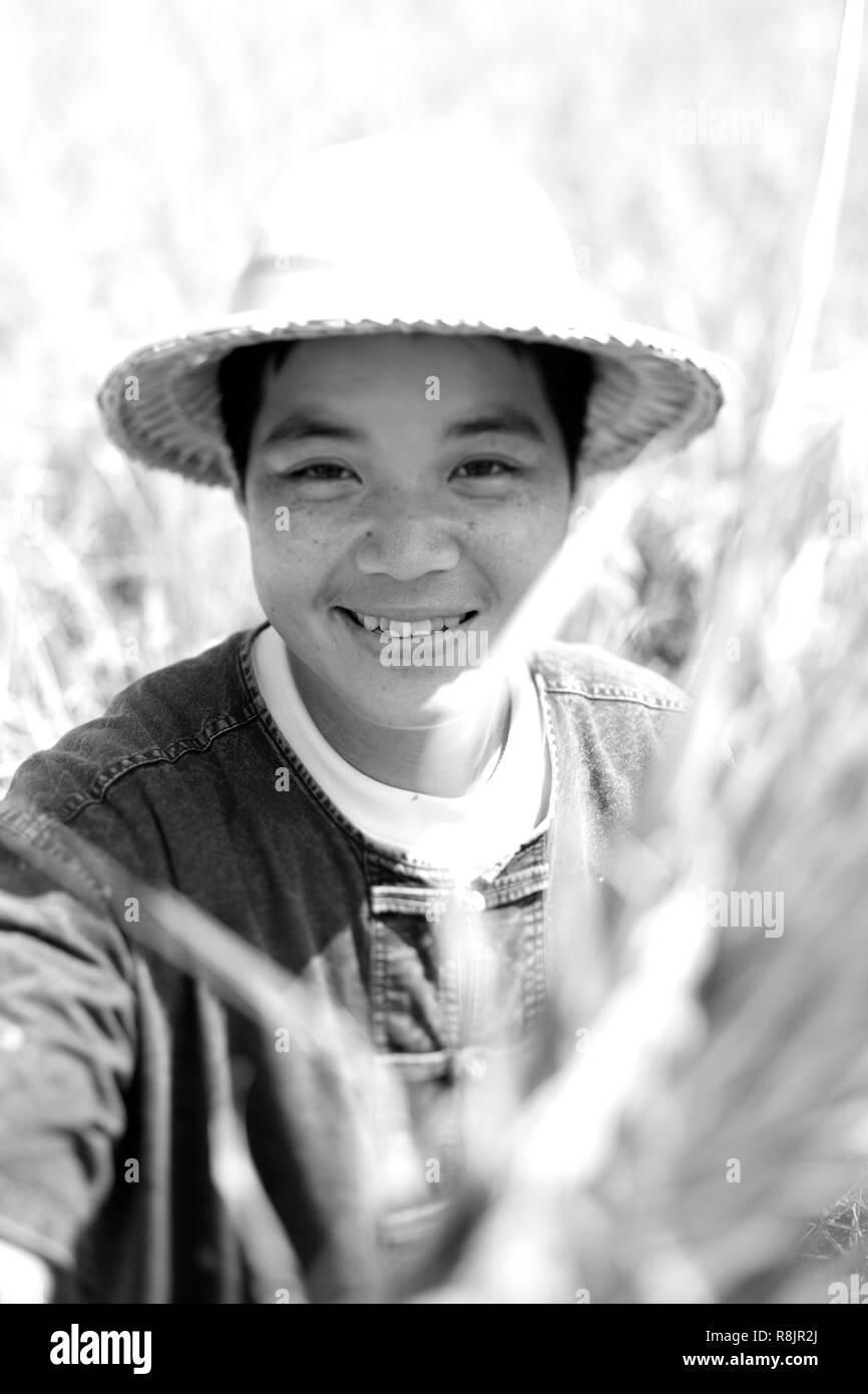 Thailandia, riso tailandese, lavoratore ritratto in risaie del nord Foto Stock