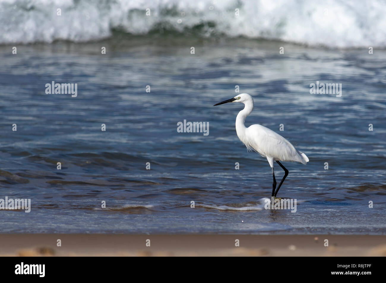 Vista laterale di un bianco poco heron bird permanente sulla schiuma onde del mare di close-up. Israele Foto Stock