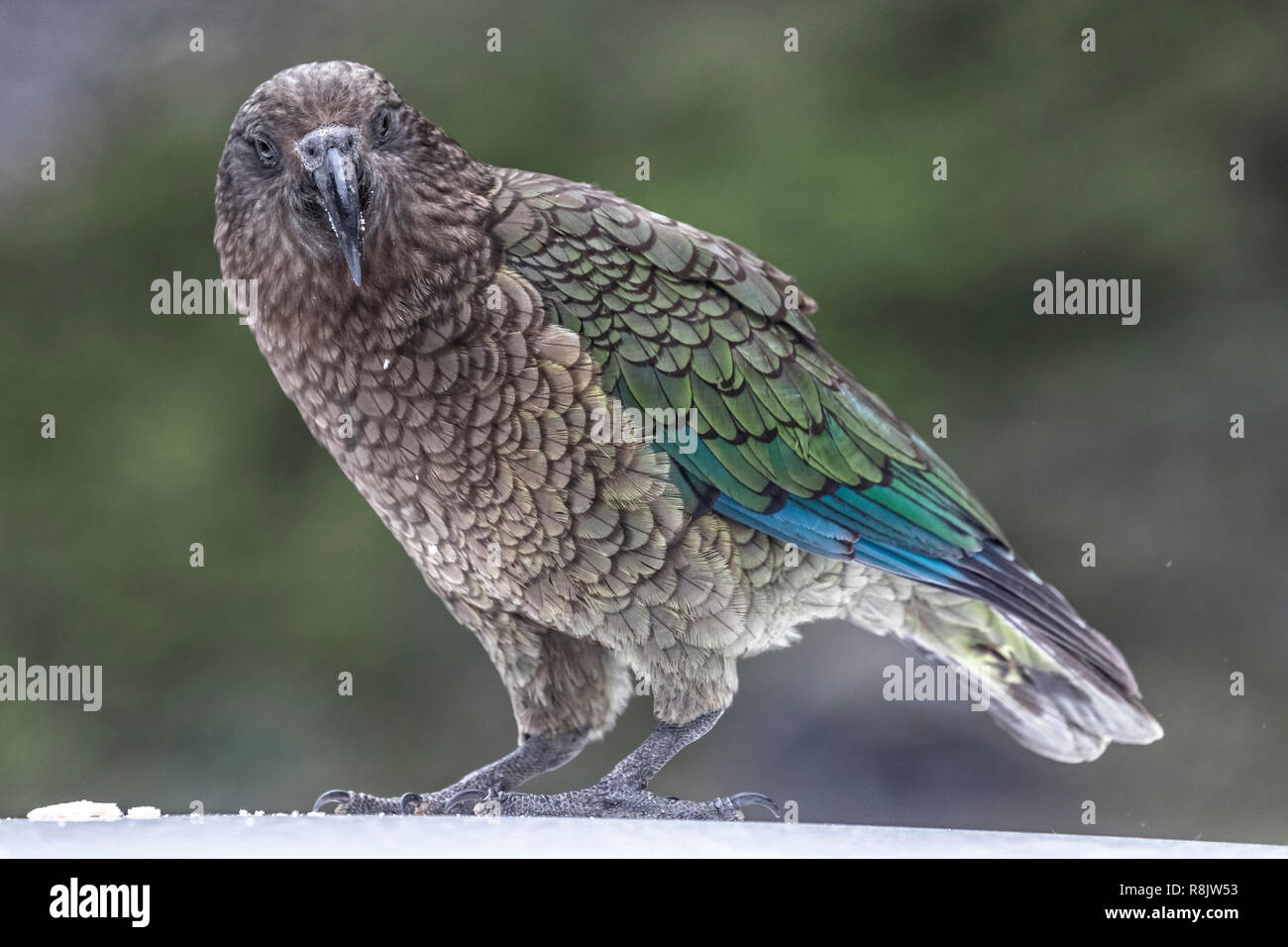 Kea, Milford Sound, Isola del Sud, Fiordland, Nuova Zelanda Foto Stock