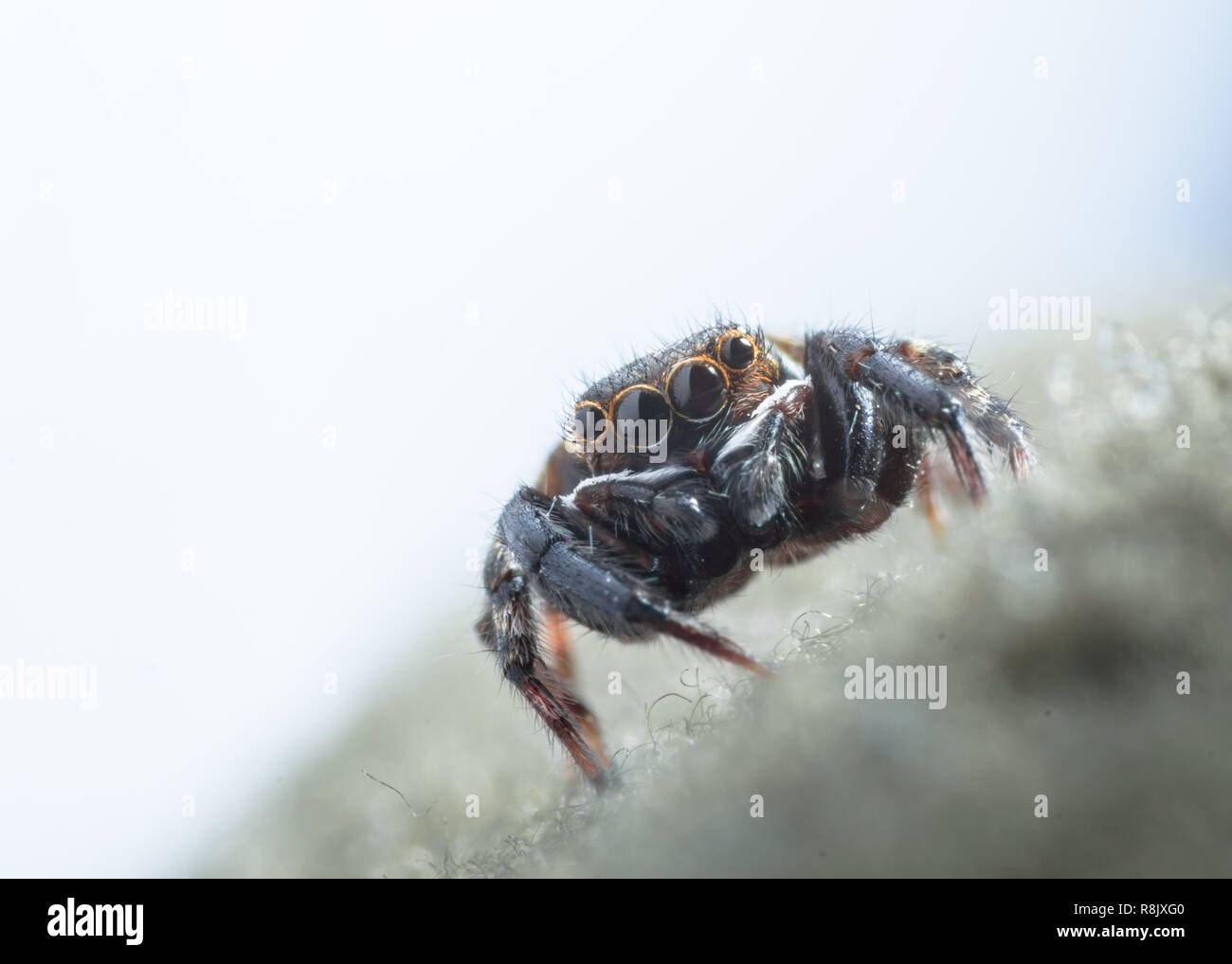 Casa jumping spider su un tessuto di ripresa macro shot. Foto Stock