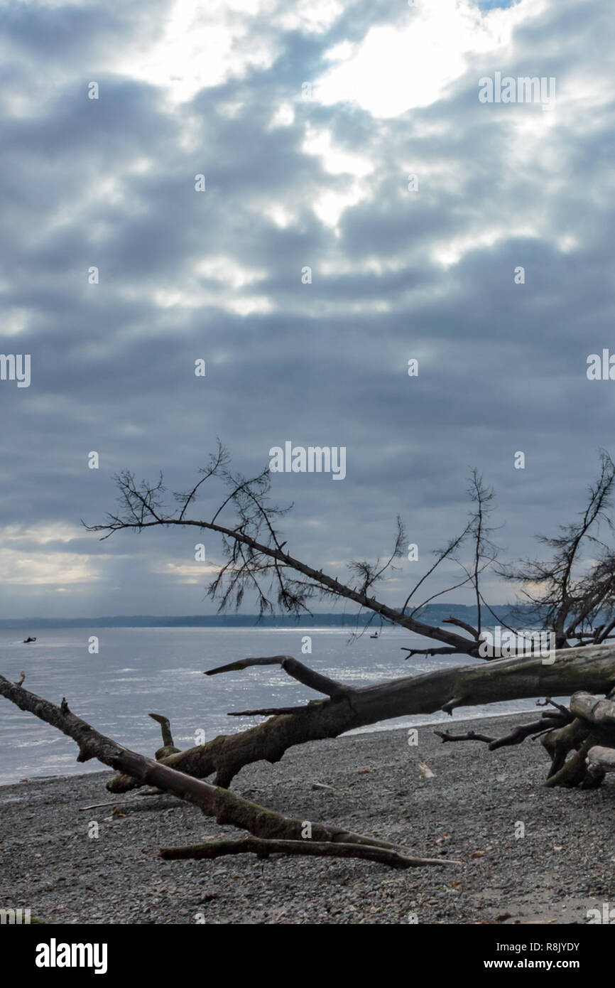Albero caduto sul Puget Sound estate con una piccola imbarcazione Foto Stock