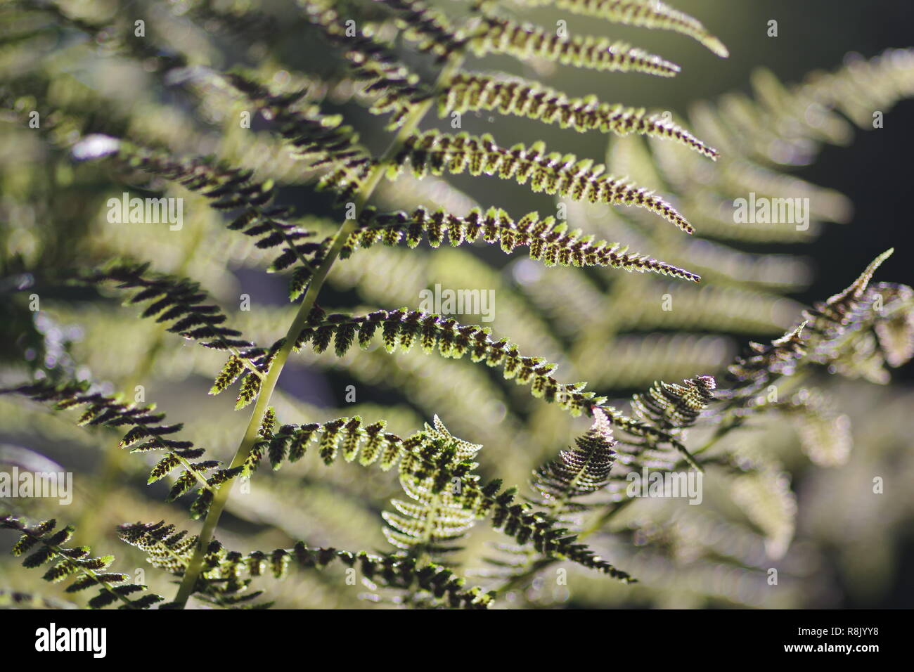 Retroilluminato Verde Felce. Impianto di bosco. Cruickshank Botanic Garden, Aberdeen Scotland, Regno Unito. Foto Stock