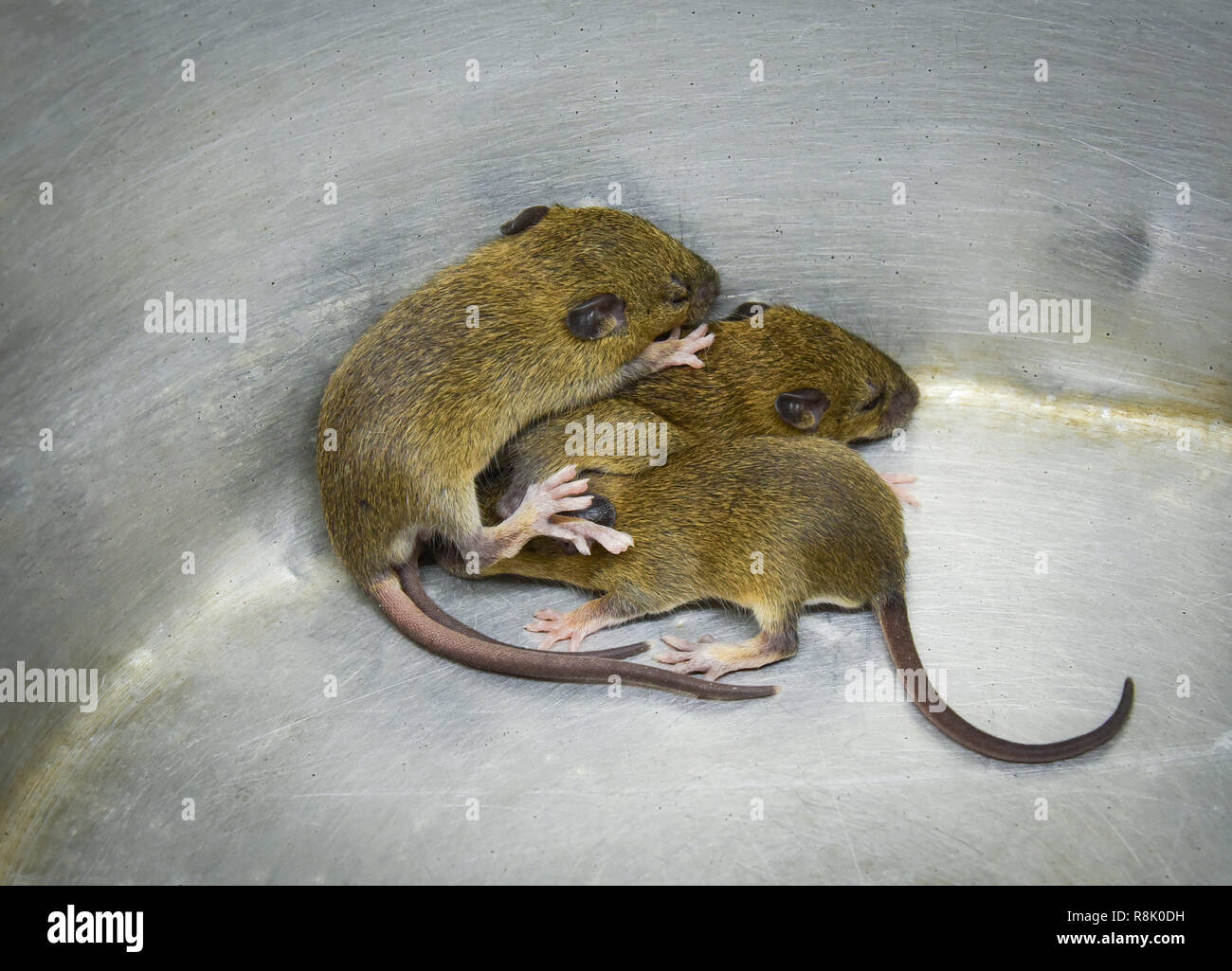 Baby rat trap / gruppo di tre baby fur brown rat trap in alluminio della  benna bin - selvaggio di ratto Rattus norvegicus Foto stock - Alamy