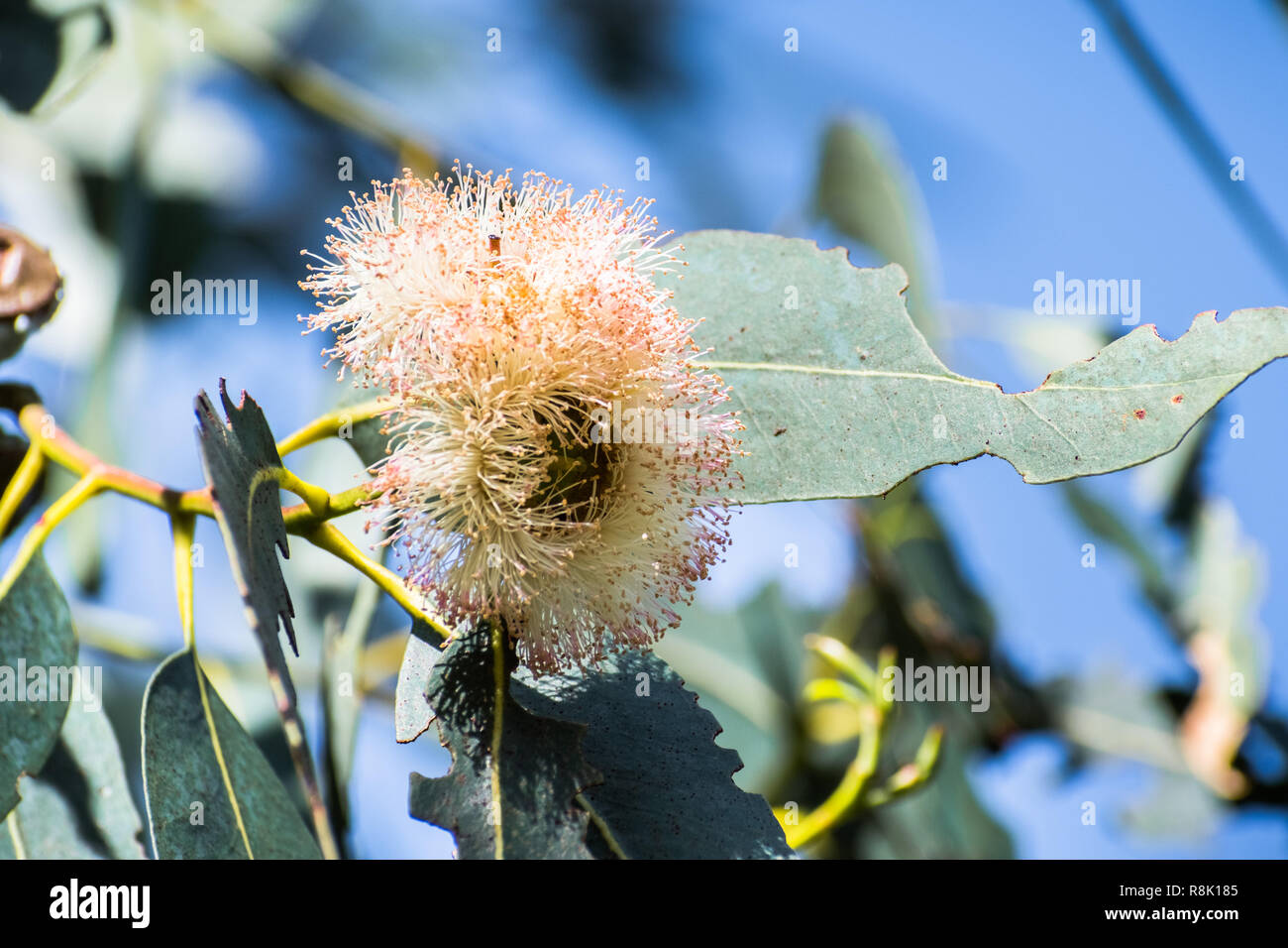 Close up di sapone mallee (eucalipto diversifolia) impianto, cielo blu in background; gli alberi di eucalipto è nativo in Australia e invasivo in altri Foto Stock