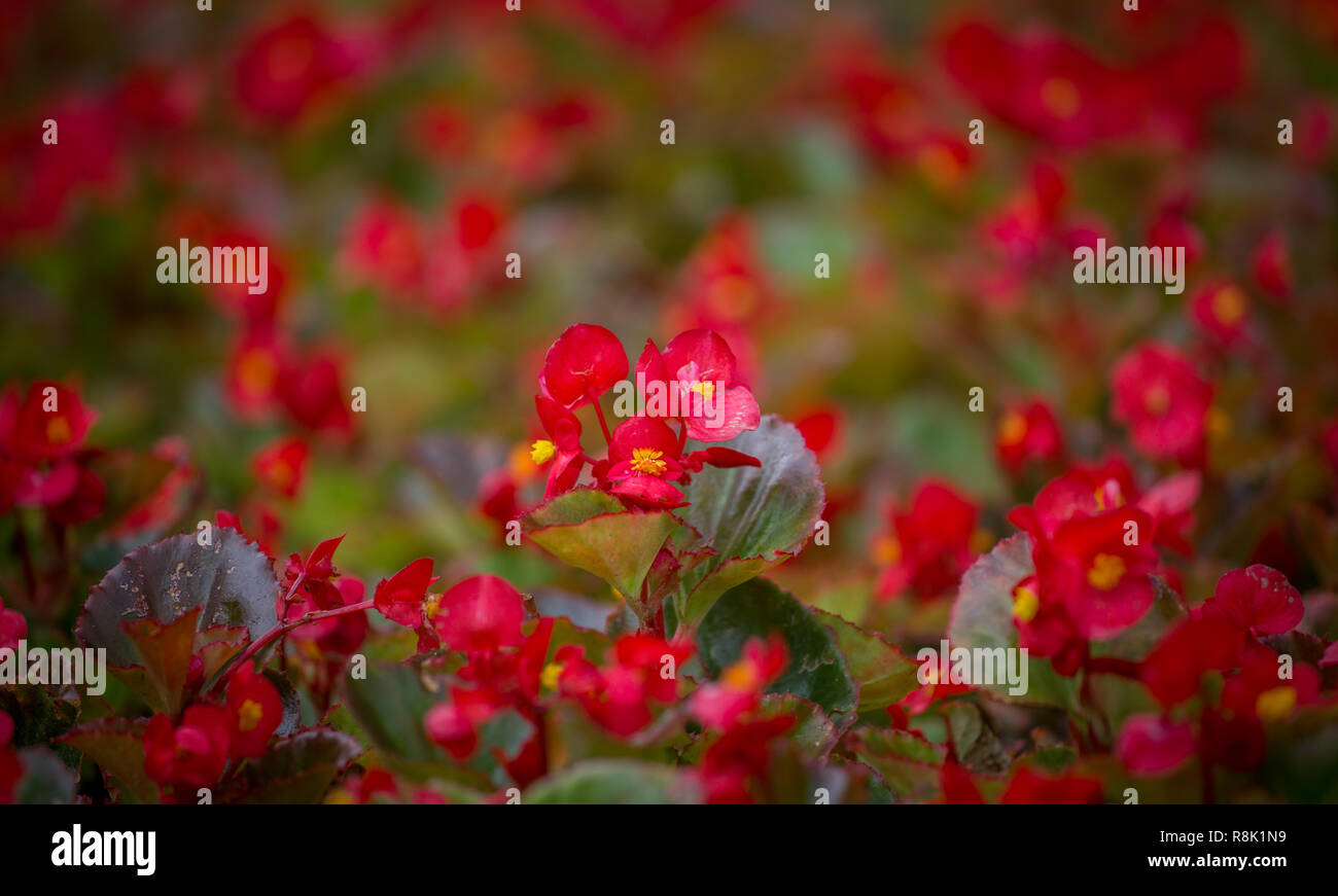 Fiori rossi con sfondo rosso cera shimmery begonia Foto Stock