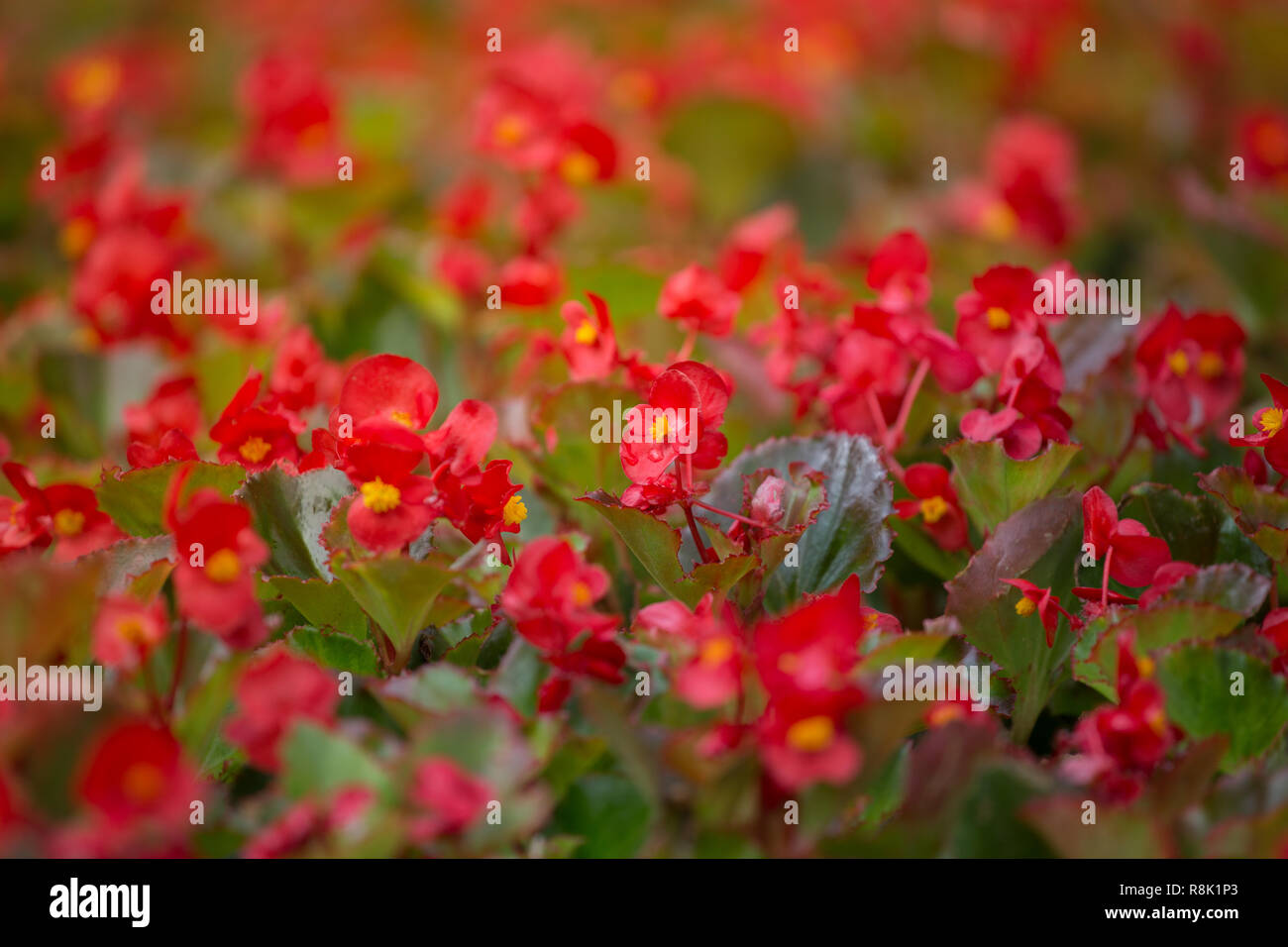 Fiori rossi con sfondo rosso cera shimmery begonia Foto Stock