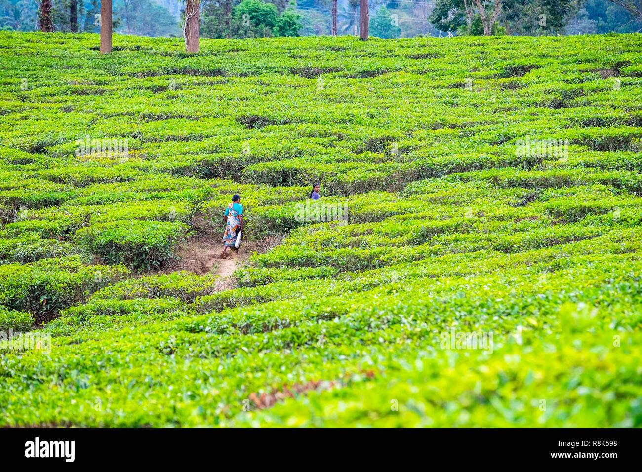 India, stato del Kerala, distretto di Wayanad, le piantagioni di tè intorno a Kalpetta Foto Stock