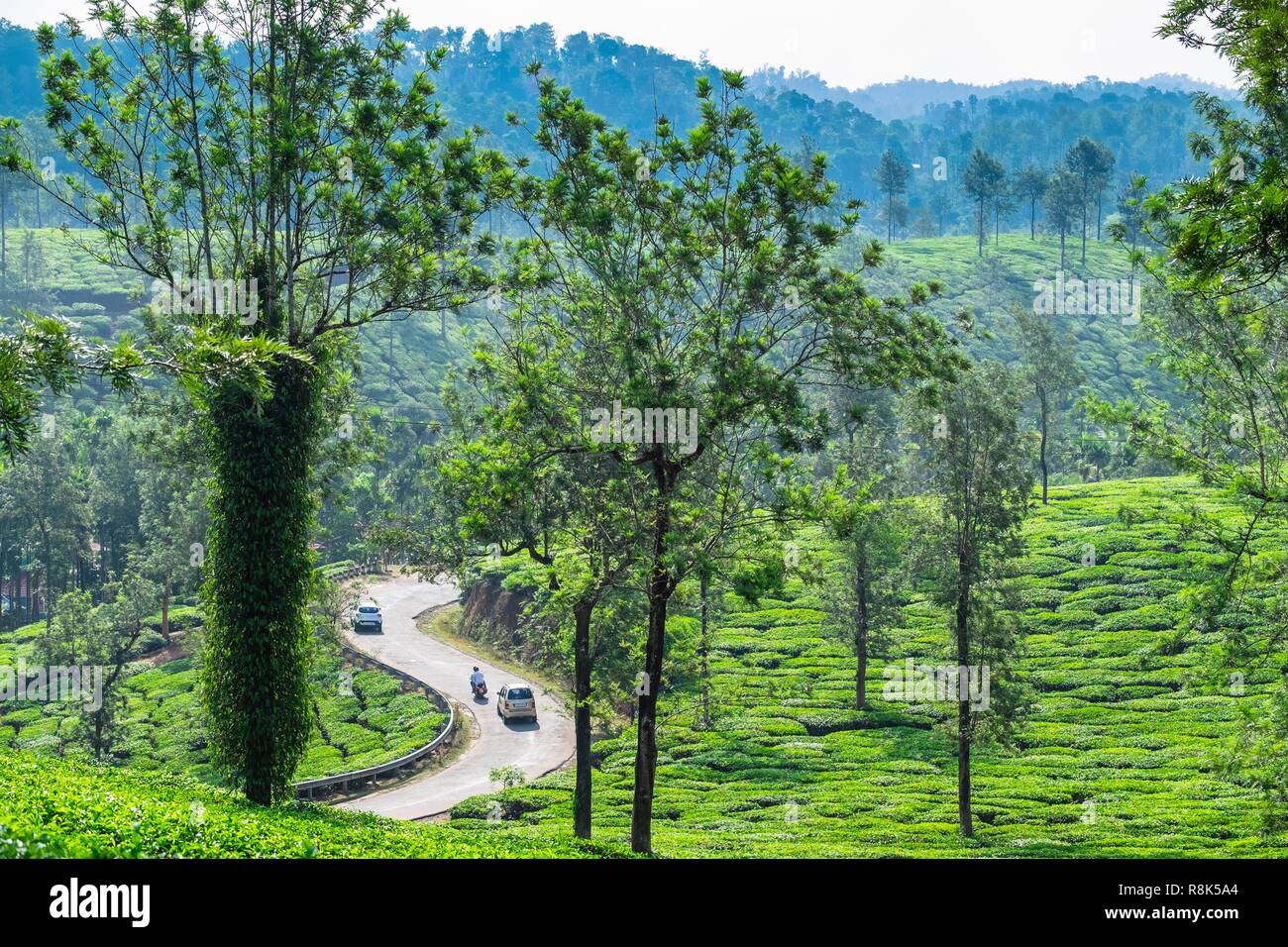 India, stato del Kerala, distretto di Wayanad, le piantagioni di tè intorno Meppadi Foto Stock
