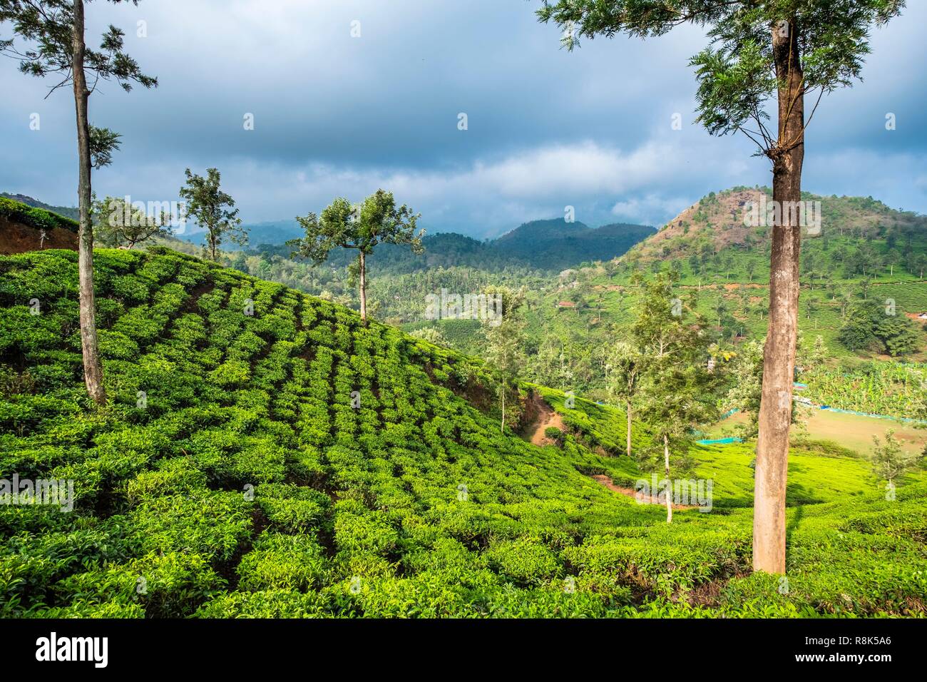 India, stato del Kerala, distretto di Wayanad, le piantagioni di tè intorno Meppadi Foto Stock