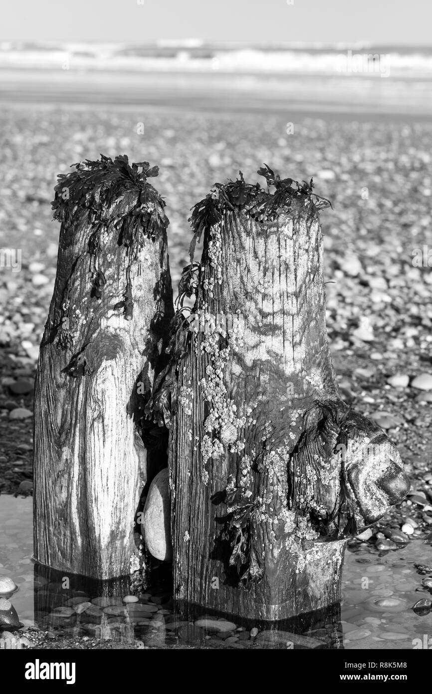 Pennelli abbandonati, nel North Yorkshire, fornendo una casa per le alghe e crostacei, REGNO UNITO Foto Stock
