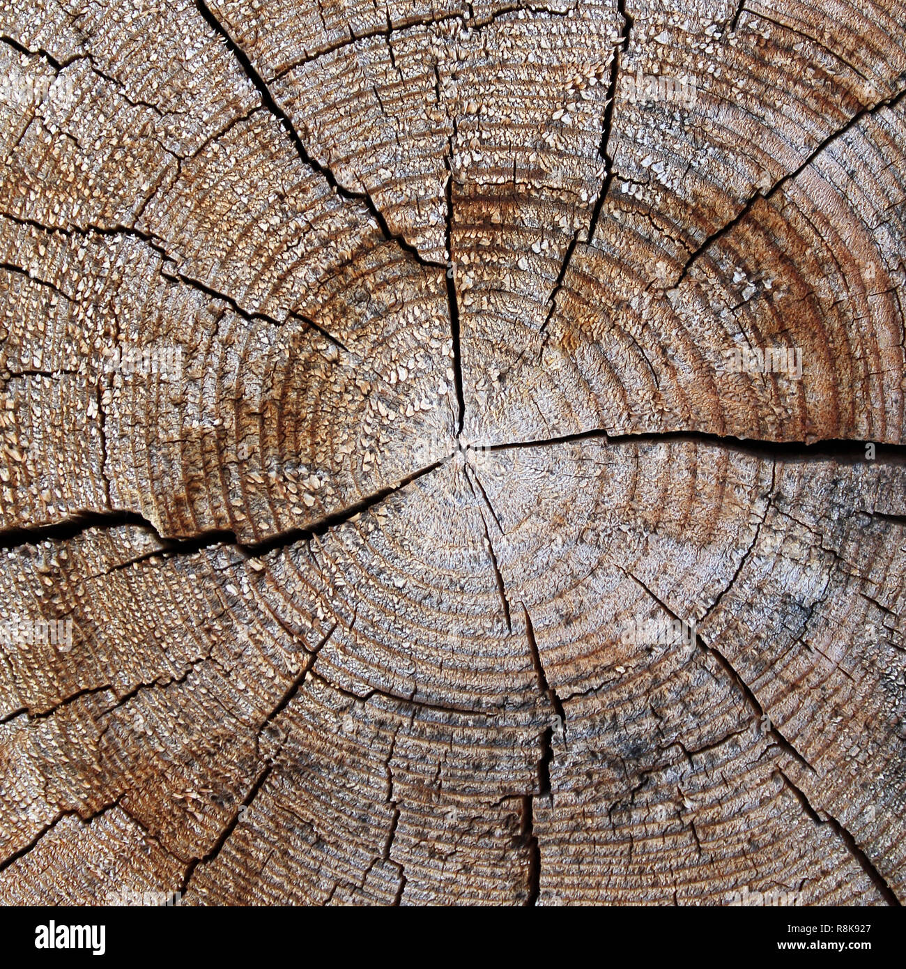 Il legno vecchio texture con modelli naturali. Sezione trasversale del vecchio albero. La texture di legno scuro. sfondo naturale. modello vuoto Foto Stock