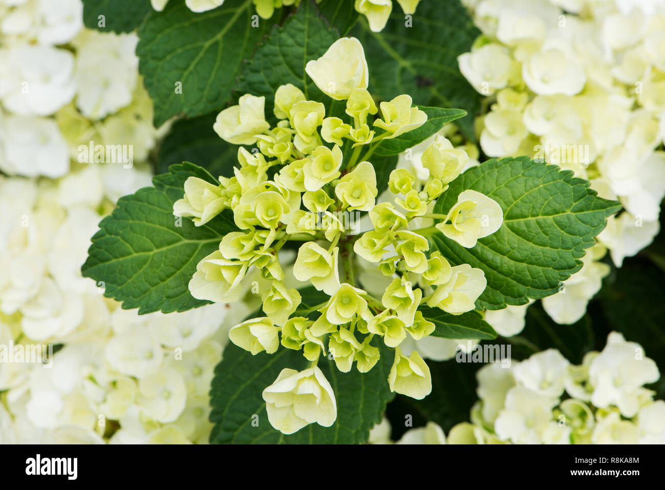 Closeup di fiori di hydrangea Foto Stock