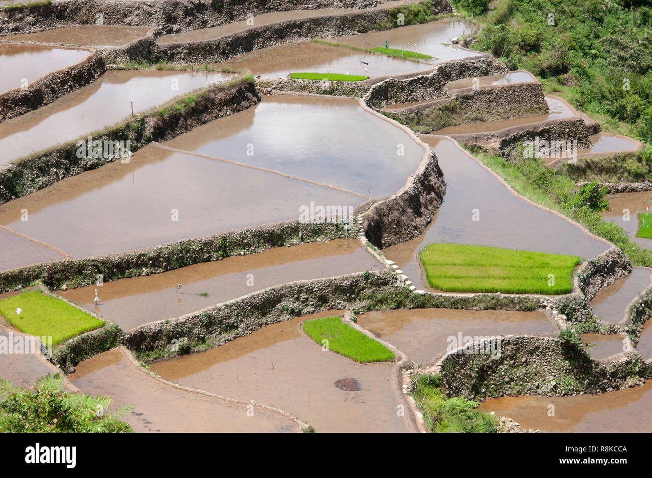 Maligcong terrazze di riso, Bontoc, Provincia di montagna, Filippine, Asia Foto Stock