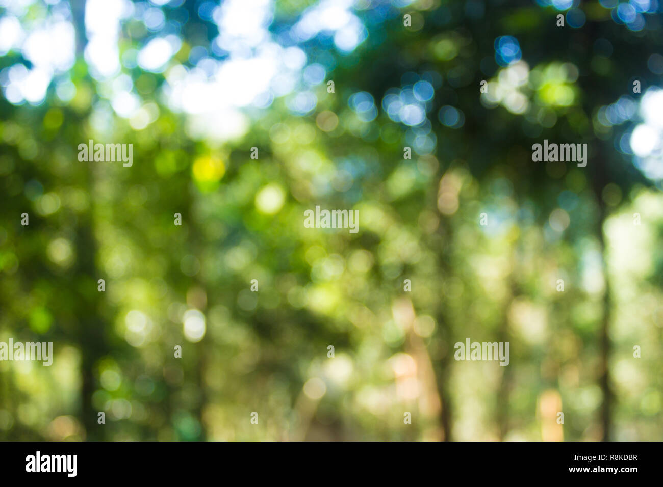Abstract blur foresta con luce solare bokeh sfondo. Foto Stock