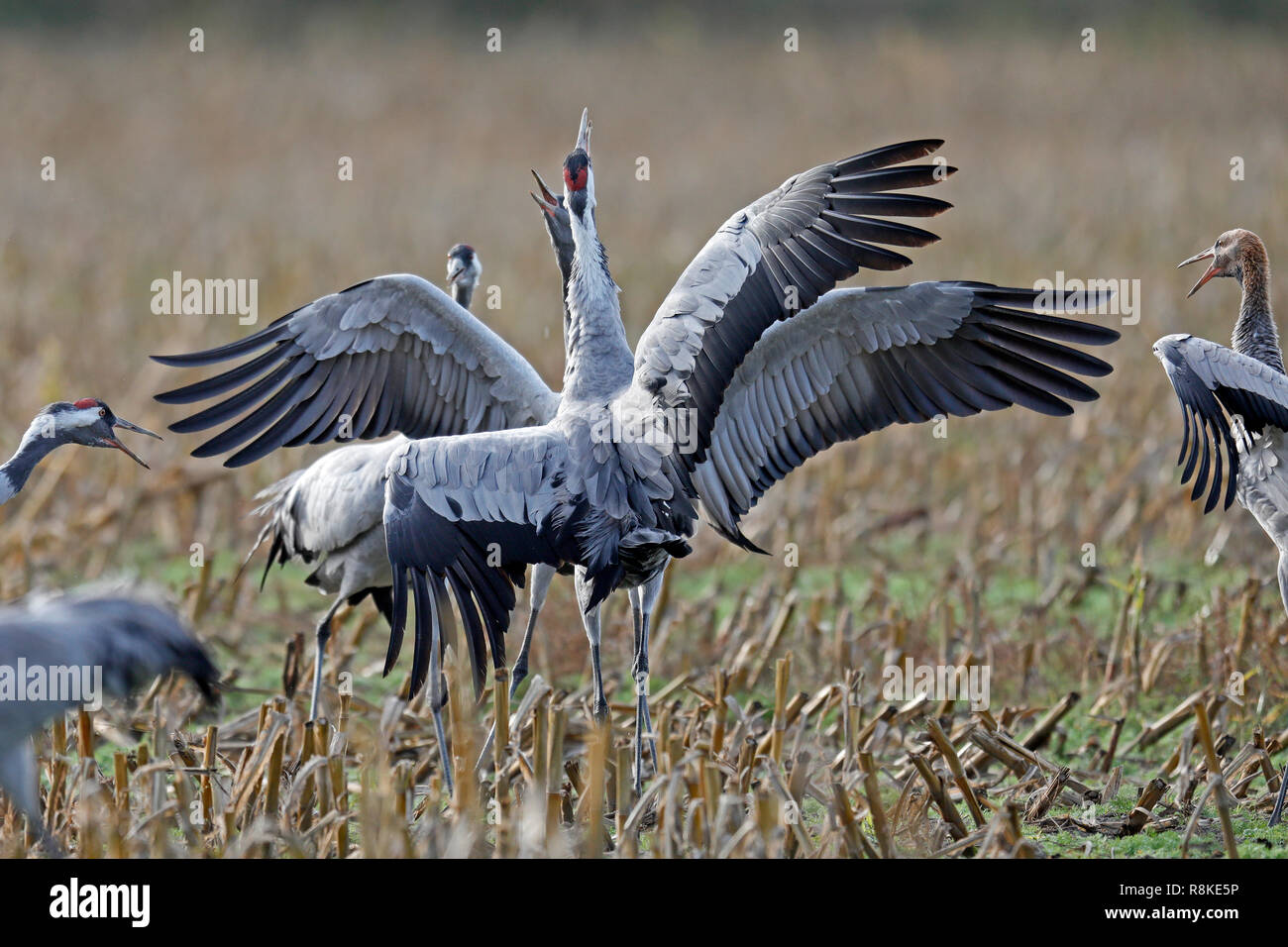 Gru comuni, (grus grus), la fauna selvatica, Nationalpark Vorpommersche Boddenlandschaft, Meclenburgo-Pomerania Occidentale, Germania Foto Stock