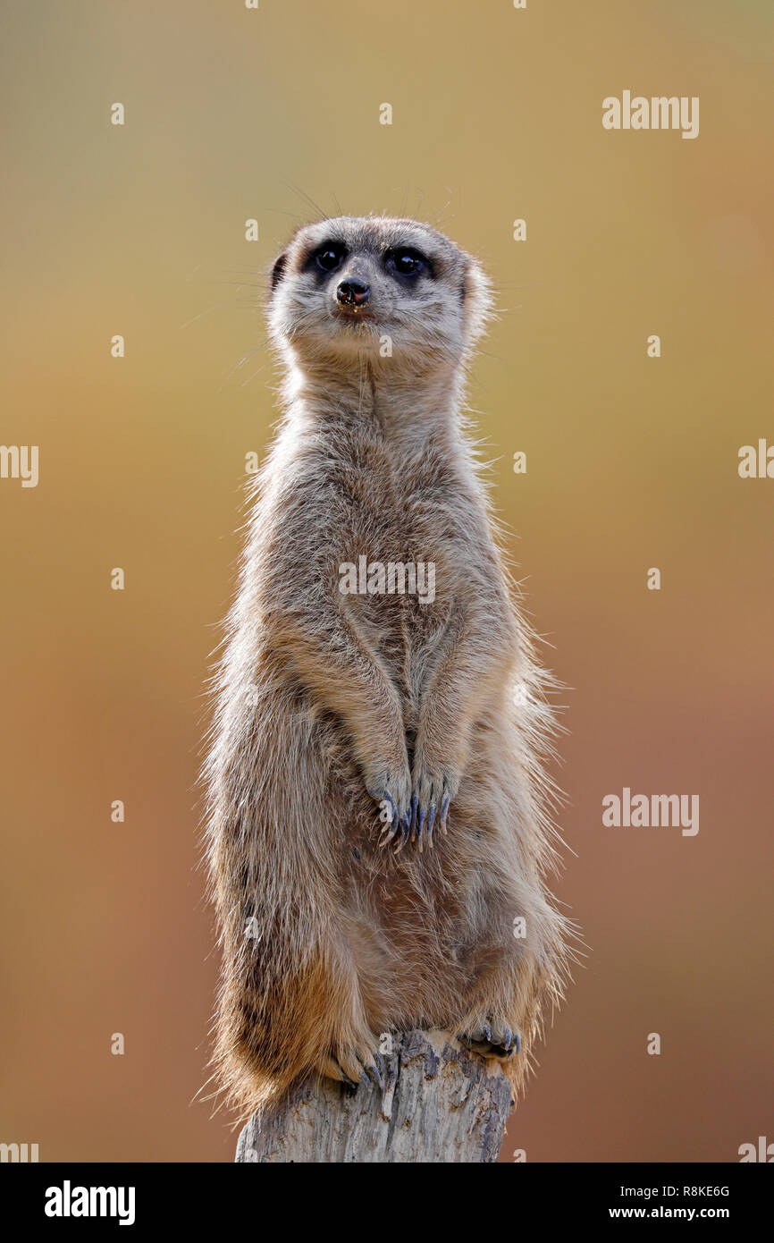 Meerkat (Suricata suricatta), animali giovani, captive Foto Stock