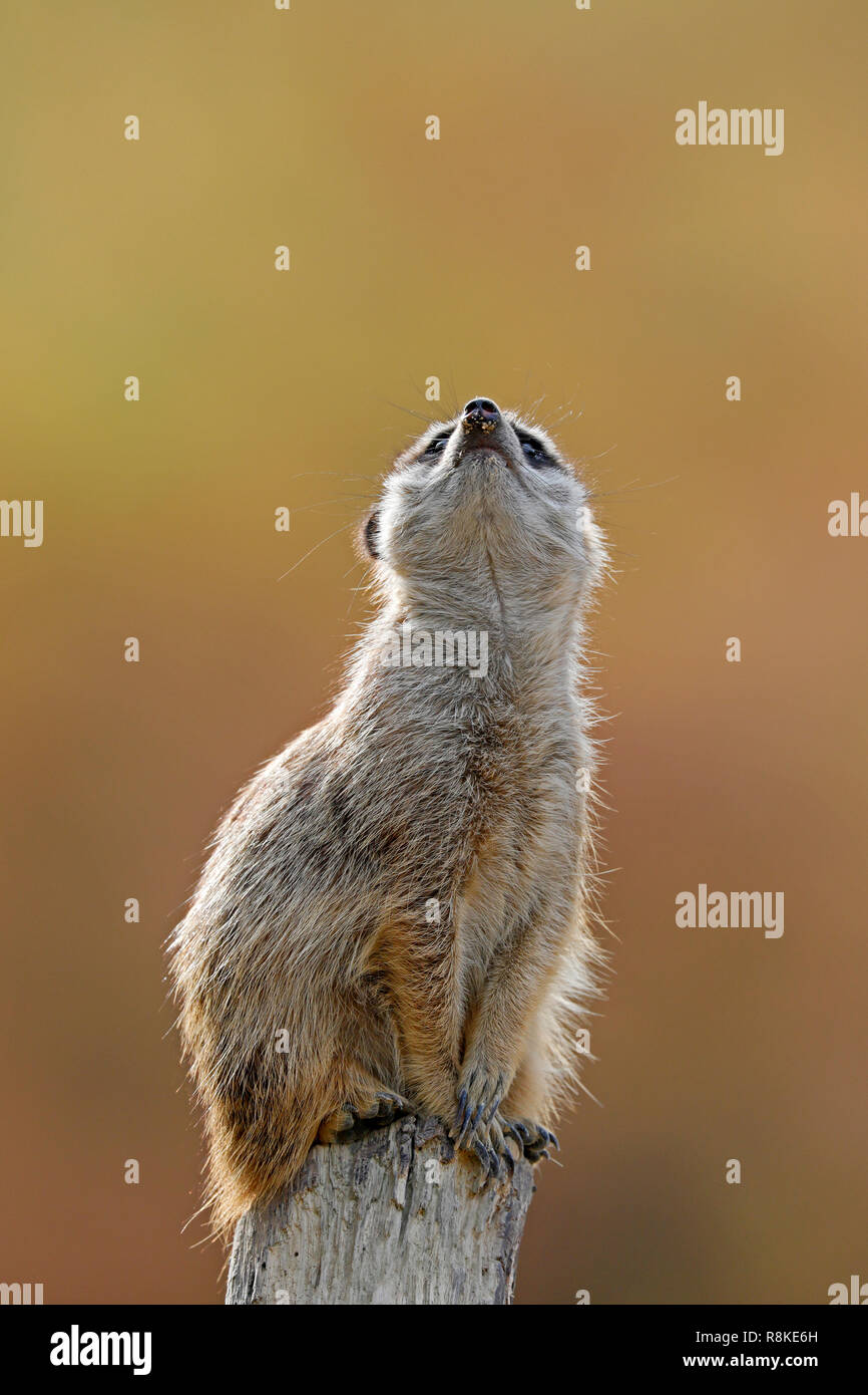 Meerkat (Suricata suricatta), animali giovani, captive Foto Stock