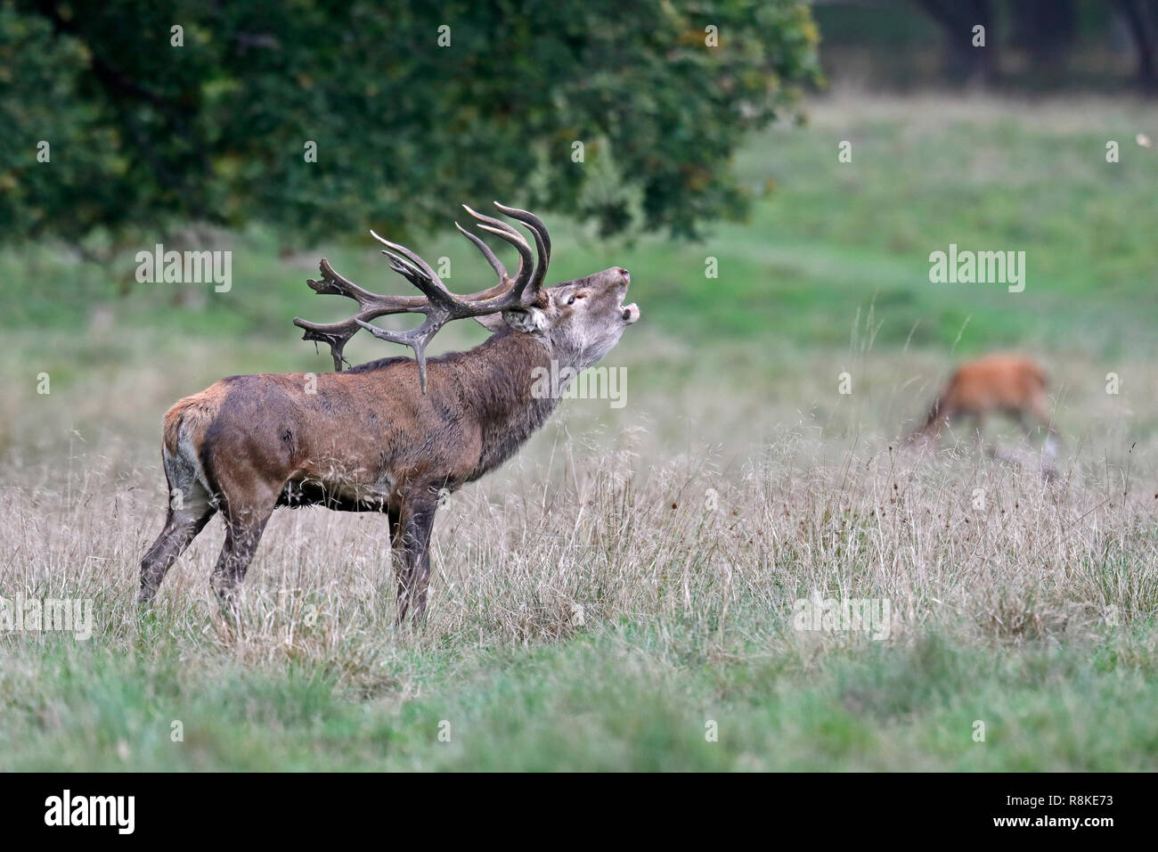 Cervo (Cervus elaphus), solchi stagione, captive Foto Stock