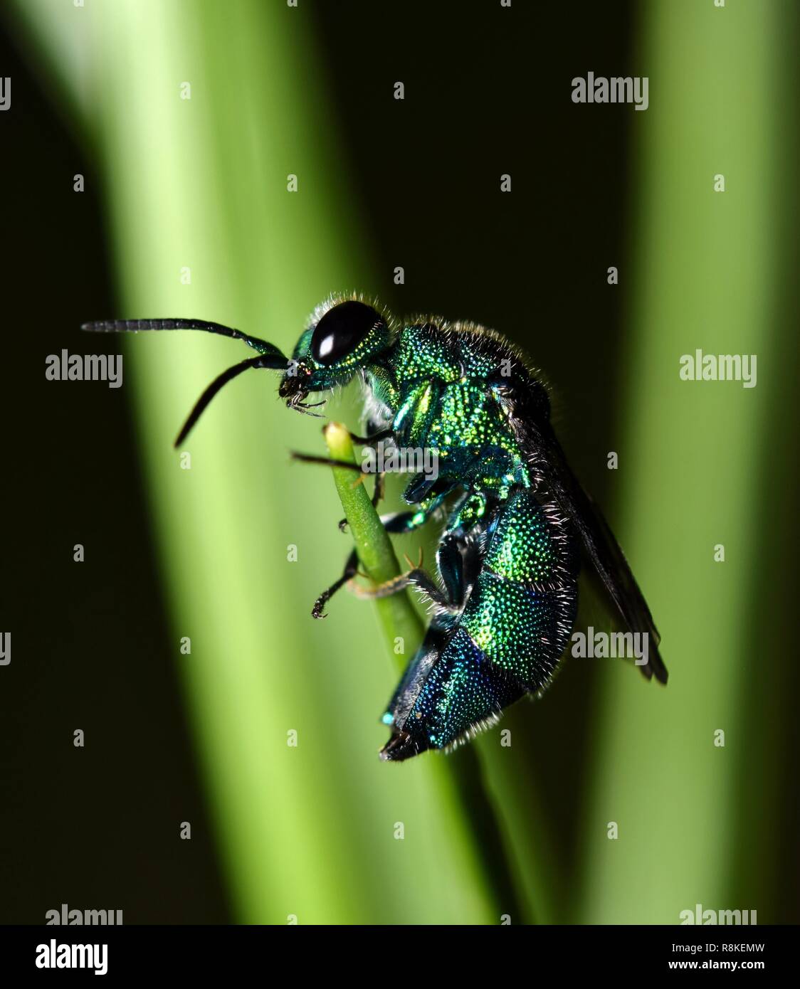 Un piccolo cuculo Wasp dopo essere disturbato dal suo nido di foglia. Essa è stata flightless e non apprezzano di essere disturbato durante la notte mentre cerca di dormire. Foto Stock