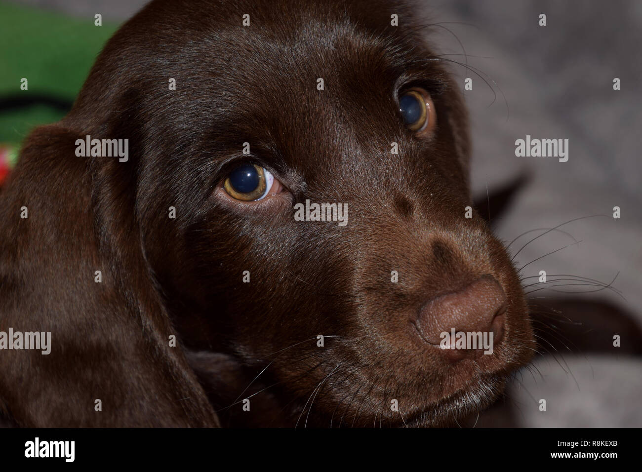 Il cioccolato labrador retriever cucciolo maschio ritratto studio shot, otto settimane vecchio retriever-cane cucciolo ritratto Foto Stock