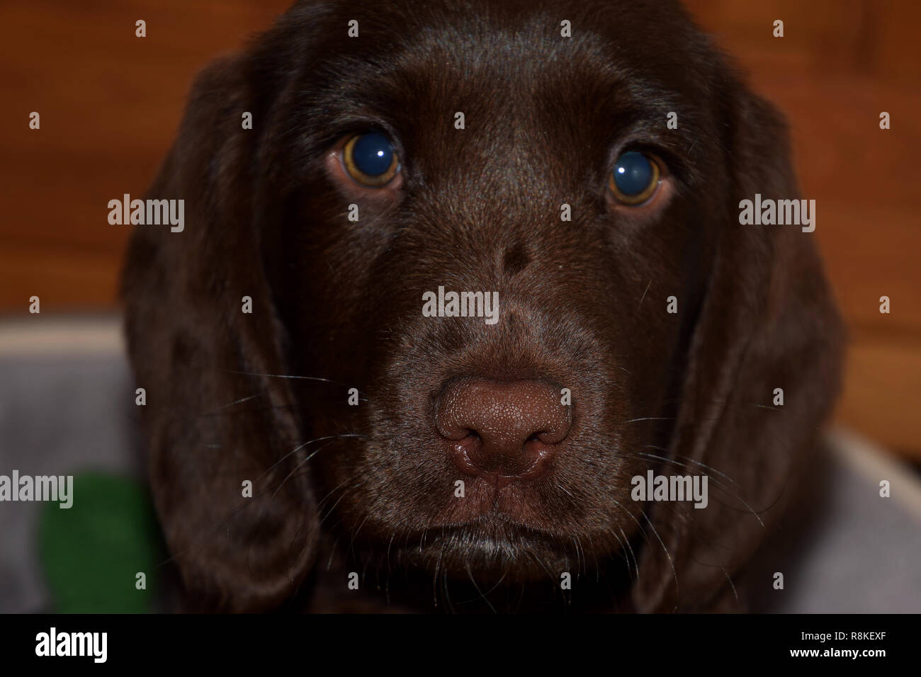 Ritratto di un dolce labrador cucciolo, cioccolato labrador retriever cucciolo maschio ritratto studio shot Foto Stock