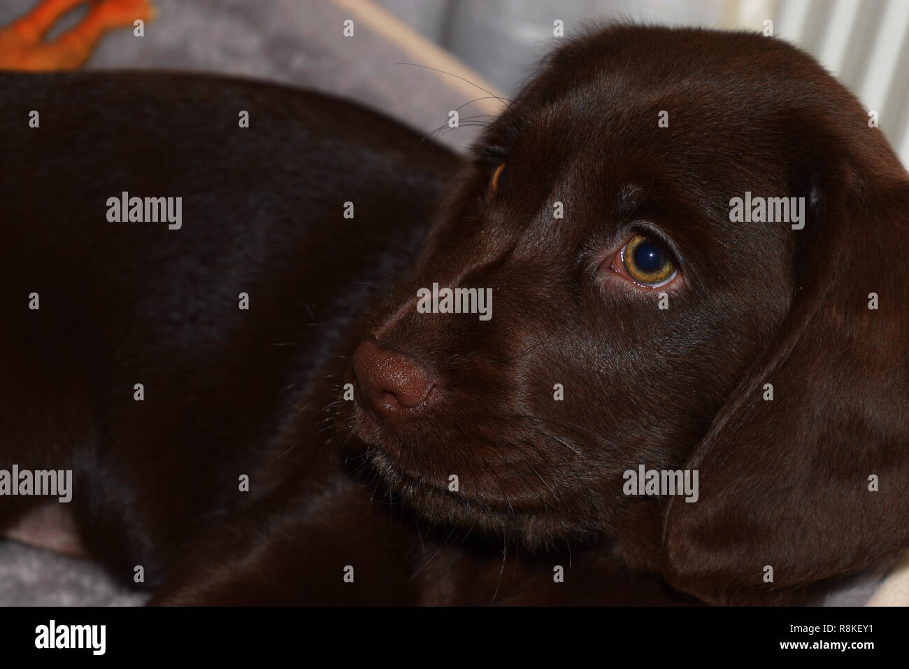 Cucciolo di un marrone cioccolato labrador guarda curiosamente lateralmente vista ravvicinata, cioccolato labrador retriever cucciolo maschio ritratto studio shot Foto Stock
