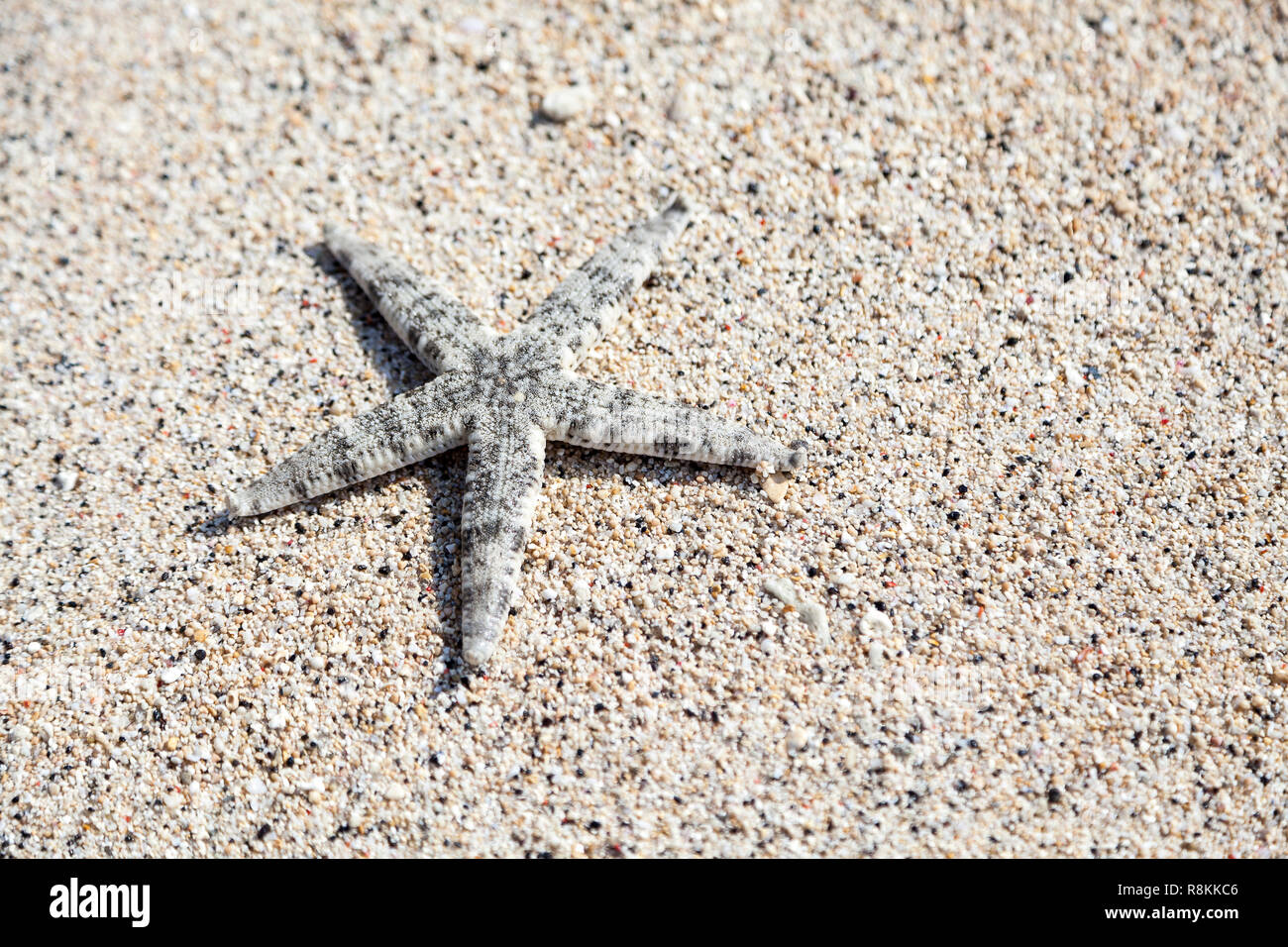 Indonesia gili live stella di mare sulla spiaggia di trawangan isola. Foto Stock