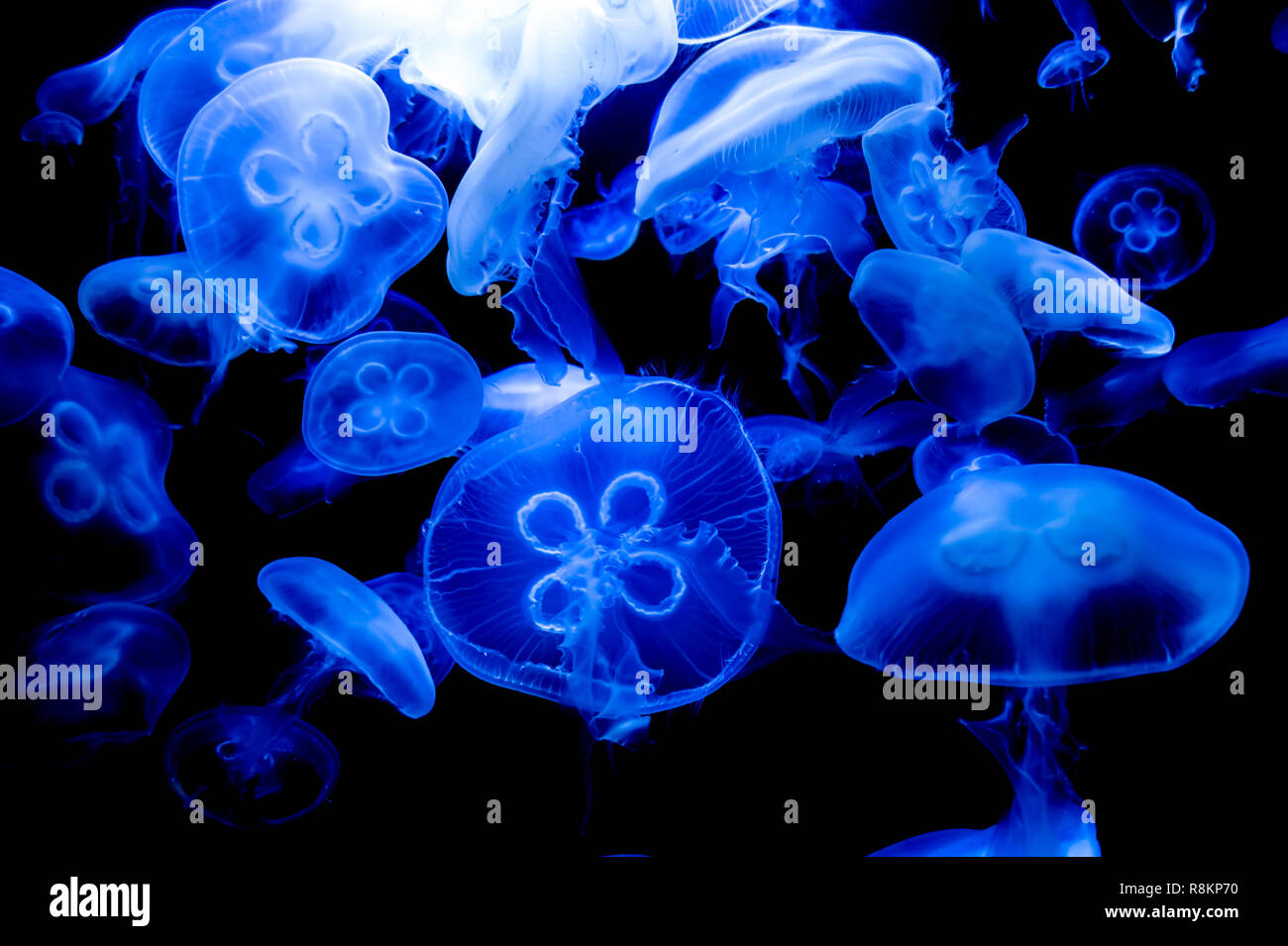 Meduse blu a nuotare in un acquario Foto Stock