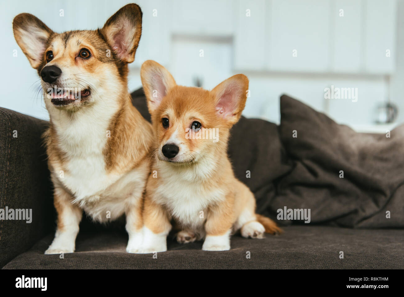 Welsh corgi cani sul divano nel soggiorno di casa Foto Stock
