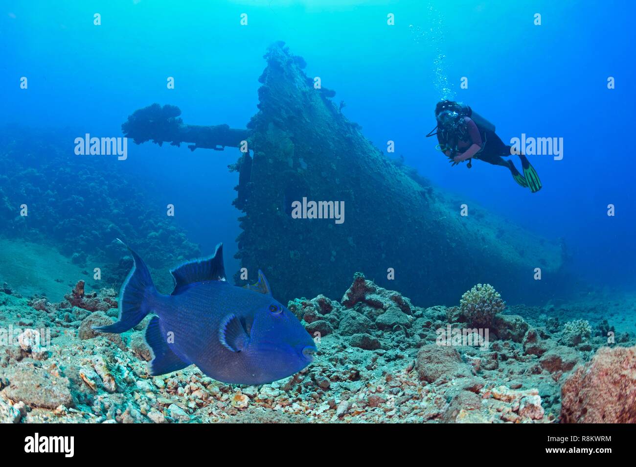 Egitto, Mar Rosso, Sharm el Sheikh, il milione di speranza relitto e un blu pesci balestra (Odonus niger) Foto Stock