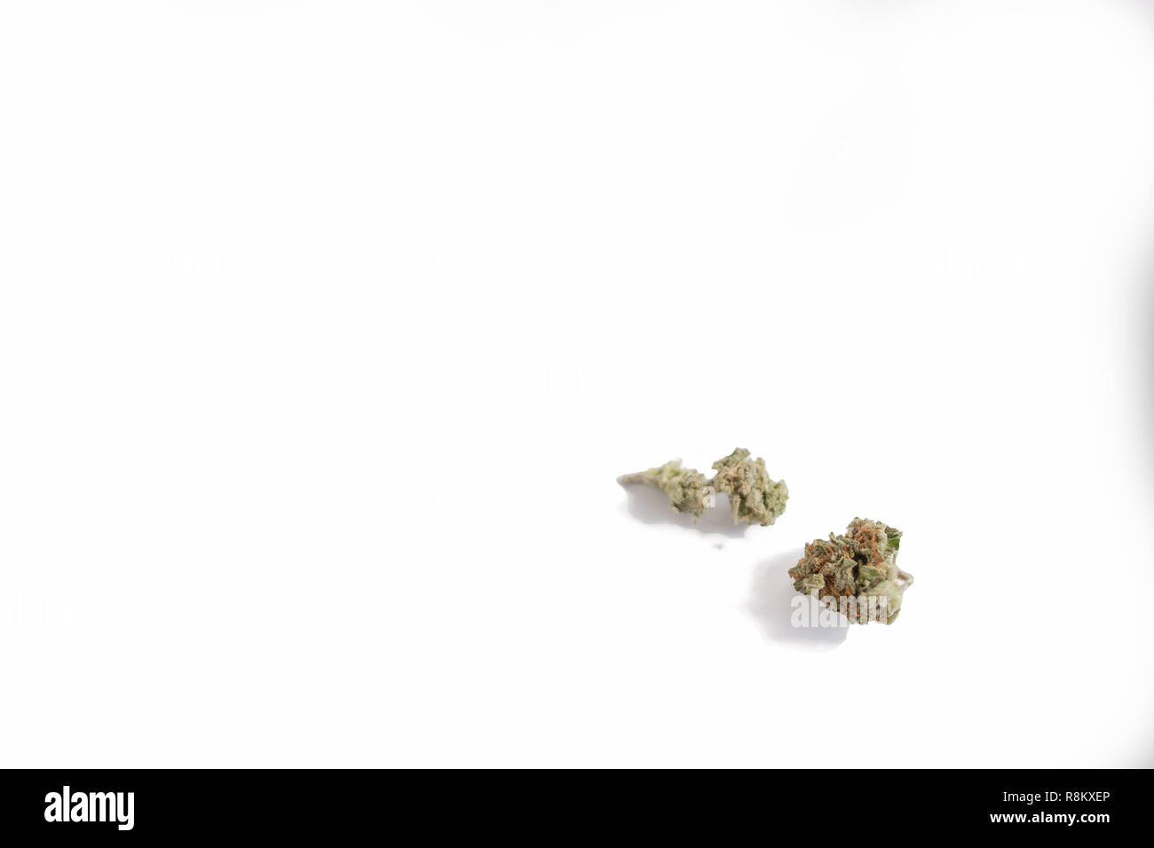 Fiore di marijuana su uno sfondo bianco con spazio di copia Foto Stock