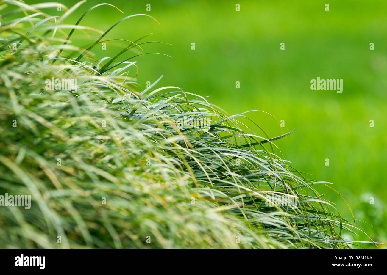 Close-up di molte lame di erba che si muovono nel vento. Foto Stock