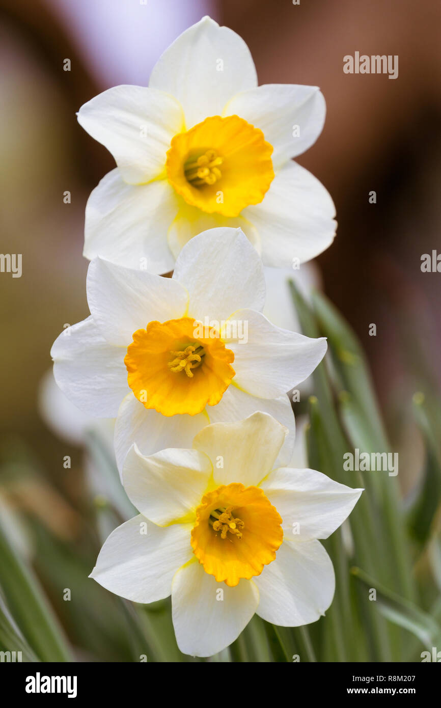 Close-up di bella Bianca narcisi (Narcissus) in primavera. Foto Stock