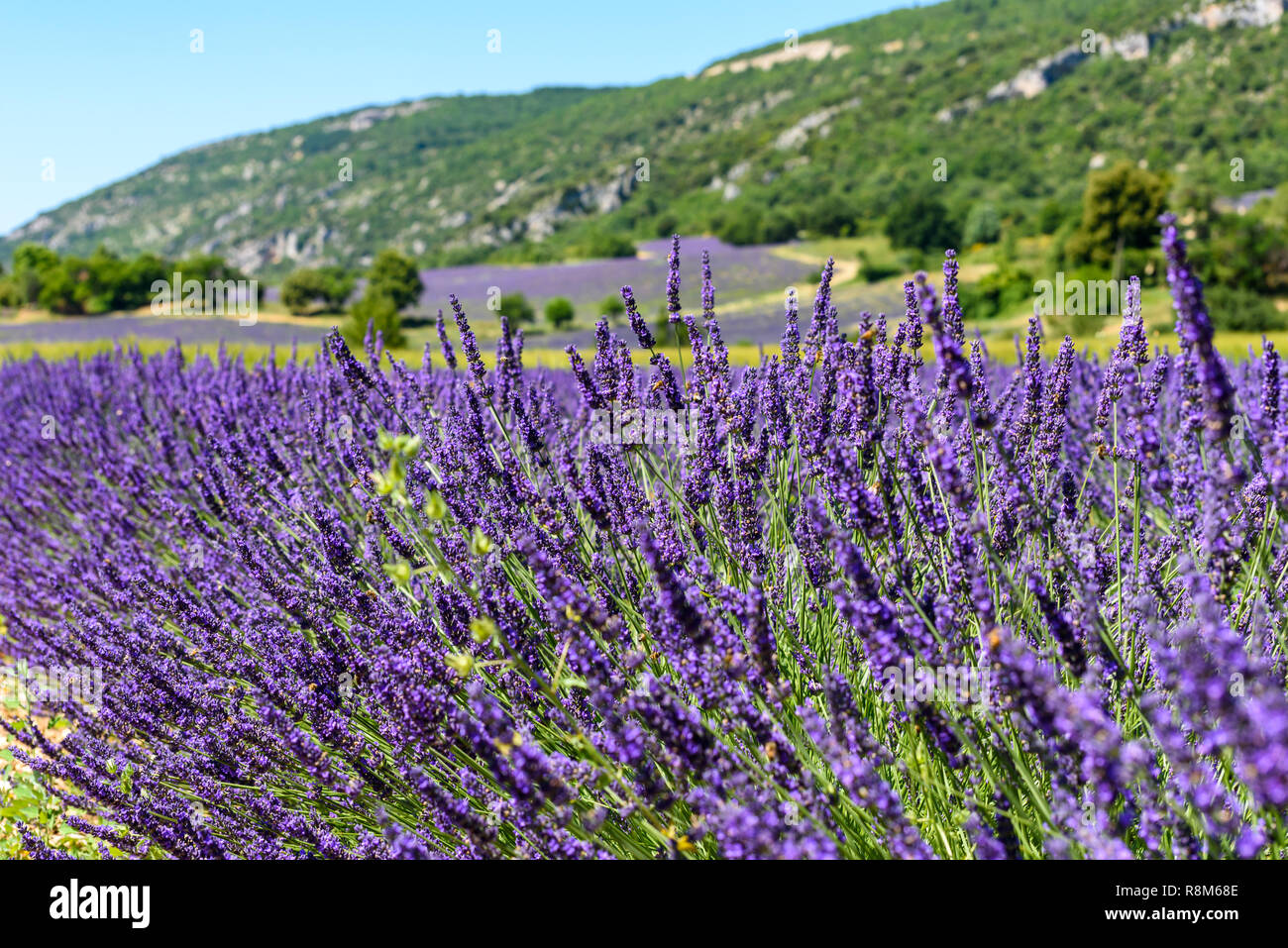 Api mellifere sulla Lavanda fiori appena prima del raccolto raccolto su un soleggiato giorno di giugno in un campo nei pressi di Sault, Provenza, Francia Foto Stock