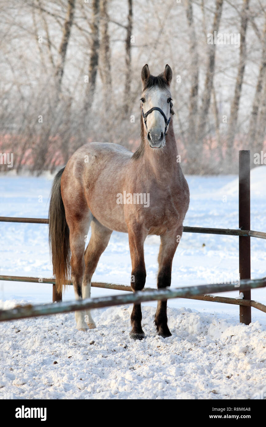 Colline punteggiano-grigio arabian horse in moto sul ranch di neve Foto Stock