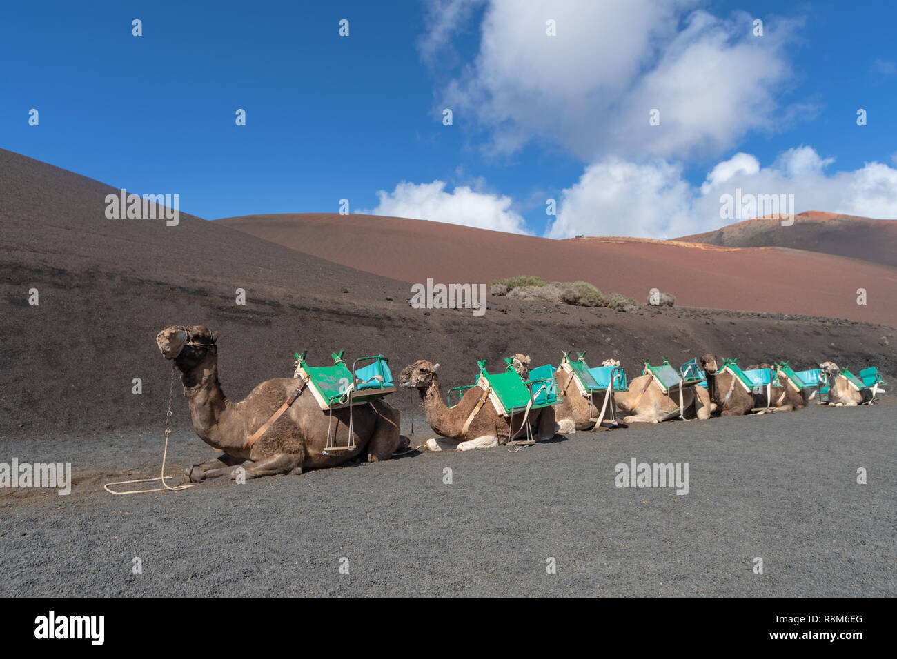 Cammelli in appoggio nel Parco Nazionale vulcanico di Timanfaya, Lanzarote, Isole Canarie Foto Stock