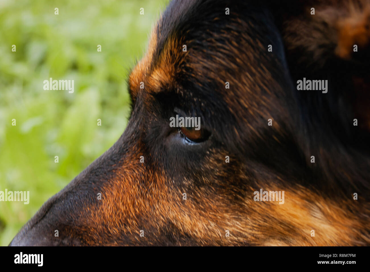 Profilo di Canino su un sfondo di foresta. Live Colour senza trasformazione Foto Stock