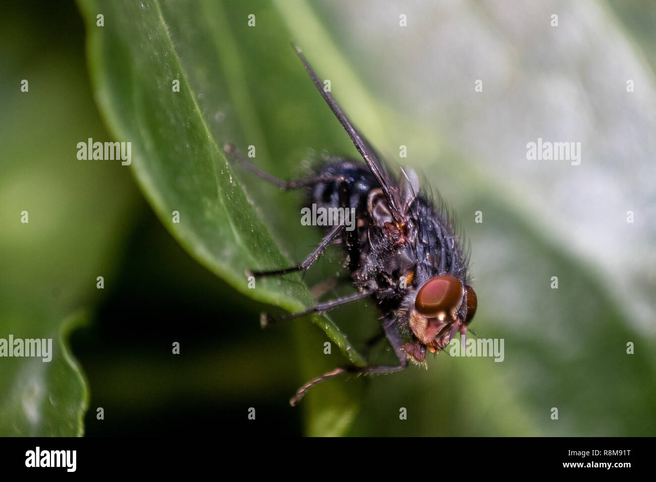 Dettagliato, vista macro di mosca di casa / insetto sulla foglia verde Foto Stock