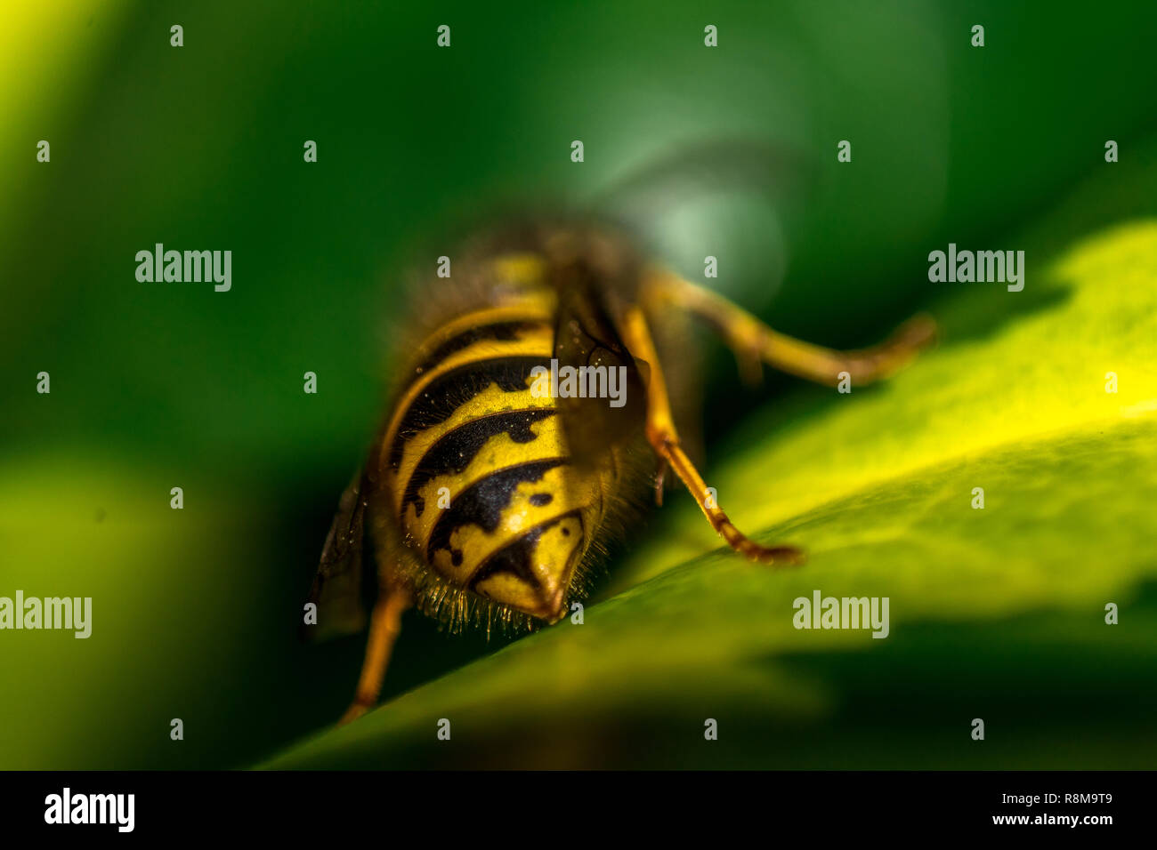 Vista dettagliata del Giallo Macro Wasp con ali sulla foglia verde Foto Stock
