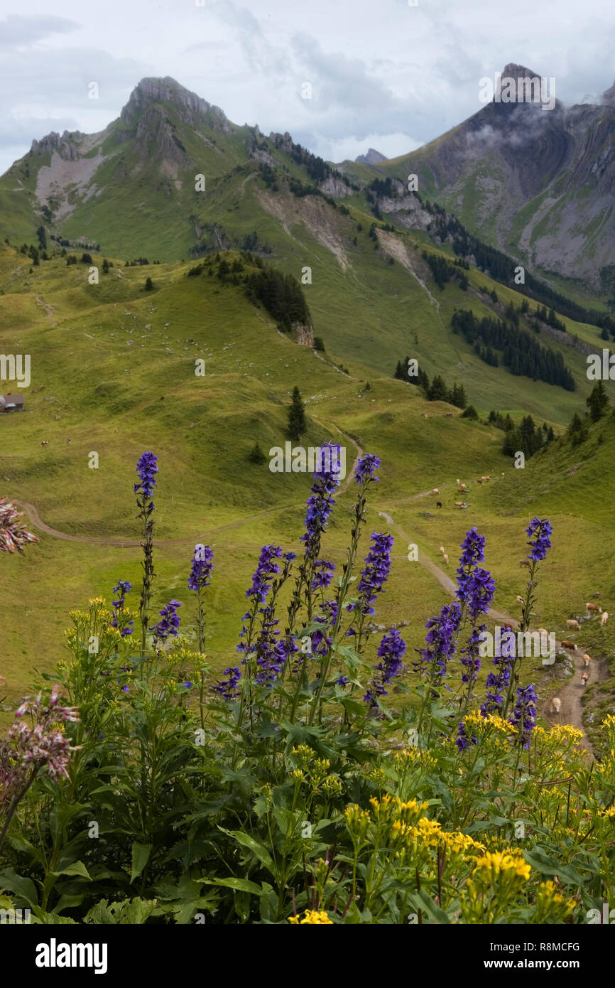 Il Botanischer Alpengarten su Schynige Platte, Oberland bernese, la Svizzera con la Loucherhorn e Ussri Sägissa in background Foto Stock