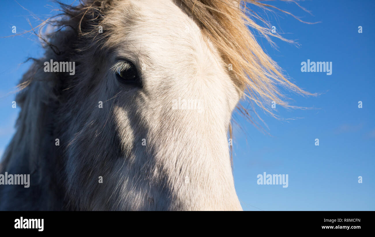 Close up ritratto di White Horse Foto Stock